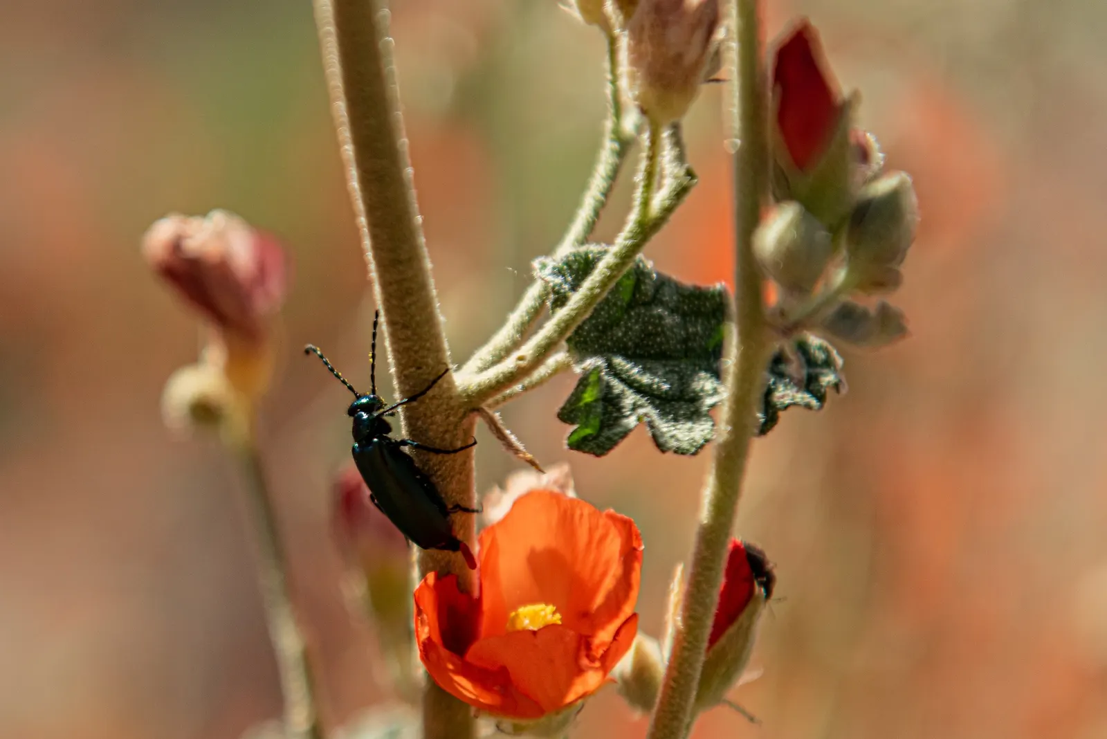 Apricot Mallow (Sphaeralcea Ambigua) — it flourishes under full sun exposure and is an excellent choice for adding a splash of color to arid; with a similar