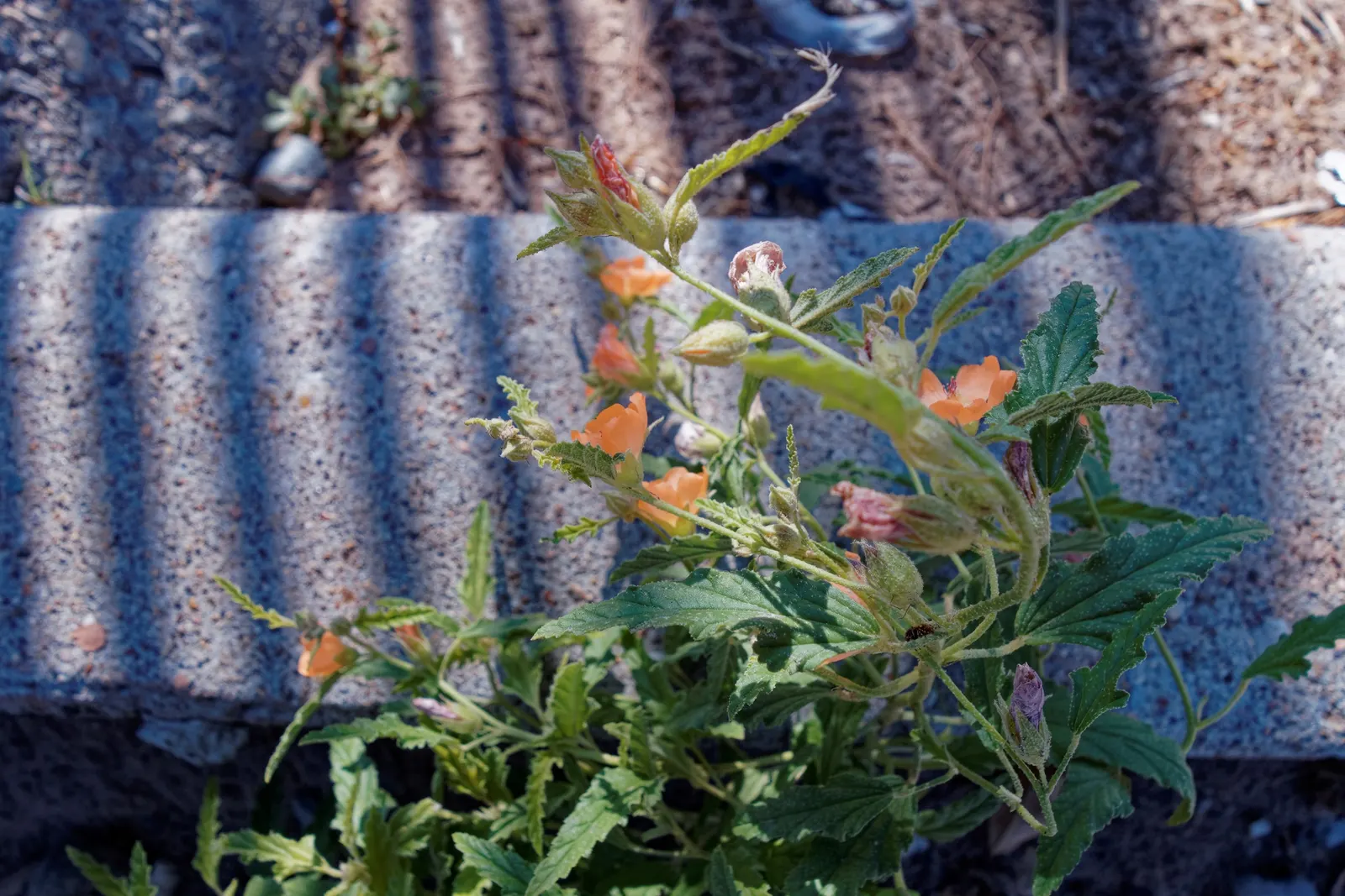 Apricot Mallow (Sphaeralcea Ambigua) — Space 2-3 ft apart to accommodate mature size; typically reaching heights of between 2 and 3 feet, image 114