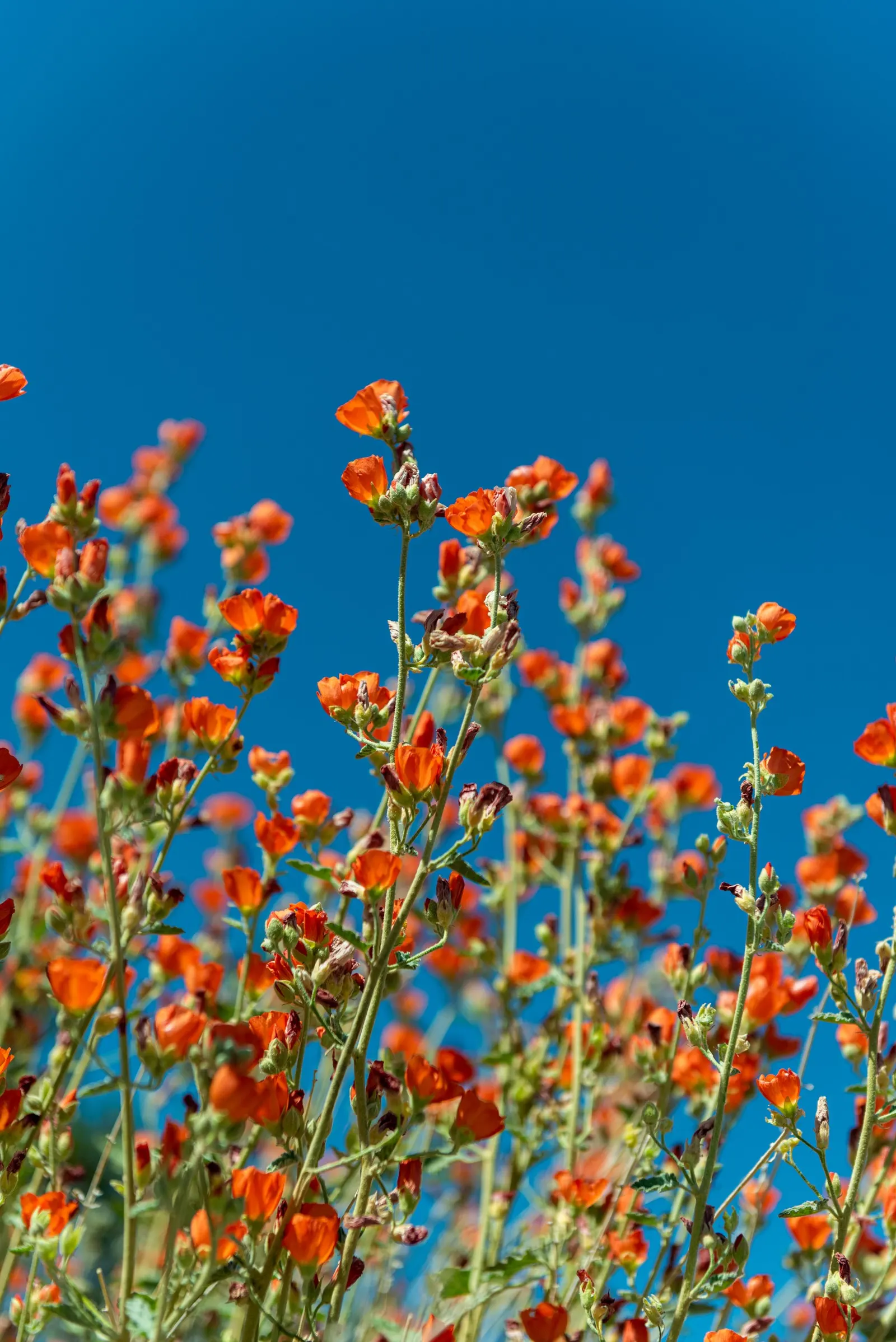 Apricot Mallow (Sphaeralcea Ambigua) — it can be propagated through division, image 104