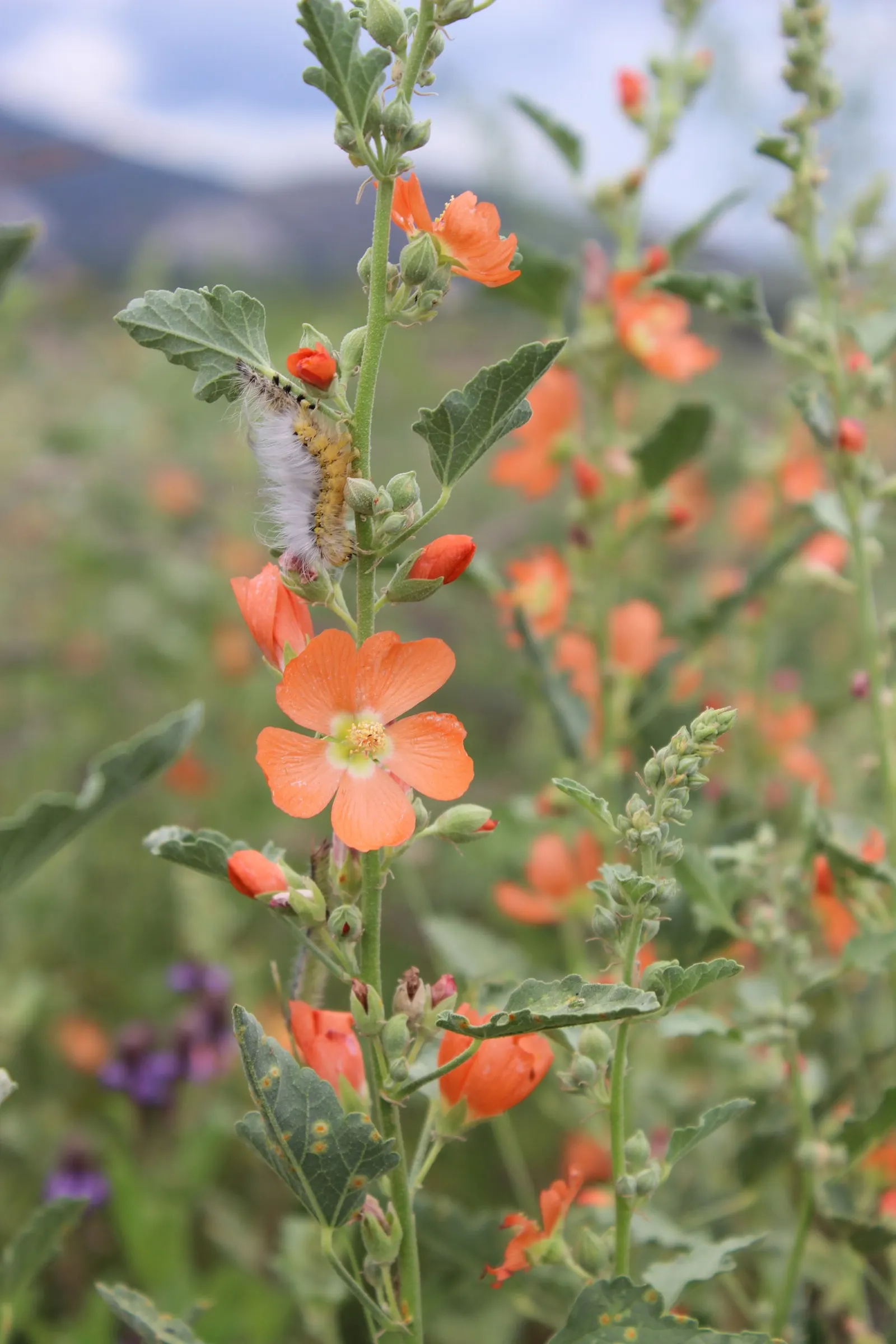 Apricot Mallow (Sphaeralcea Ambigua) — typically reaching heights of between 2 and 3 feet; shrub for full