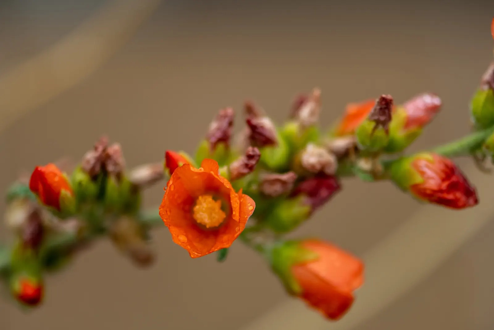 Apricot Mallow (Sphaeralcea Ambigua) — Apricot Mallow (Sphaeralcea ambigua) is a perennial shrub; its grey-green foliage is drought-tolerant and, image 55