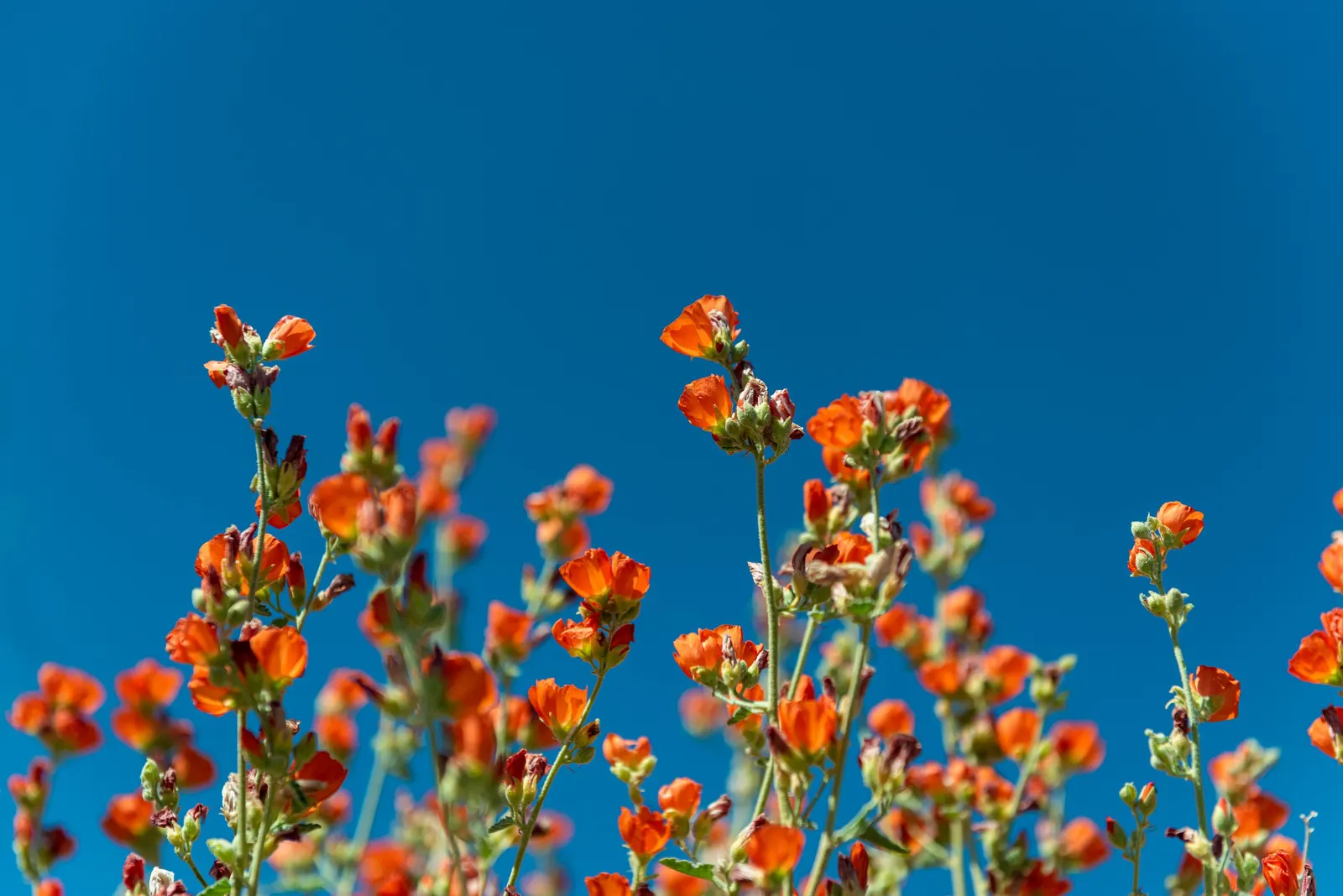 Apricot Mallow (Sphaeralcea Ambigua) — Revered for its vibrant apricot-orange blooms; space 2-3 ft apart to accommodate mature size, image 63