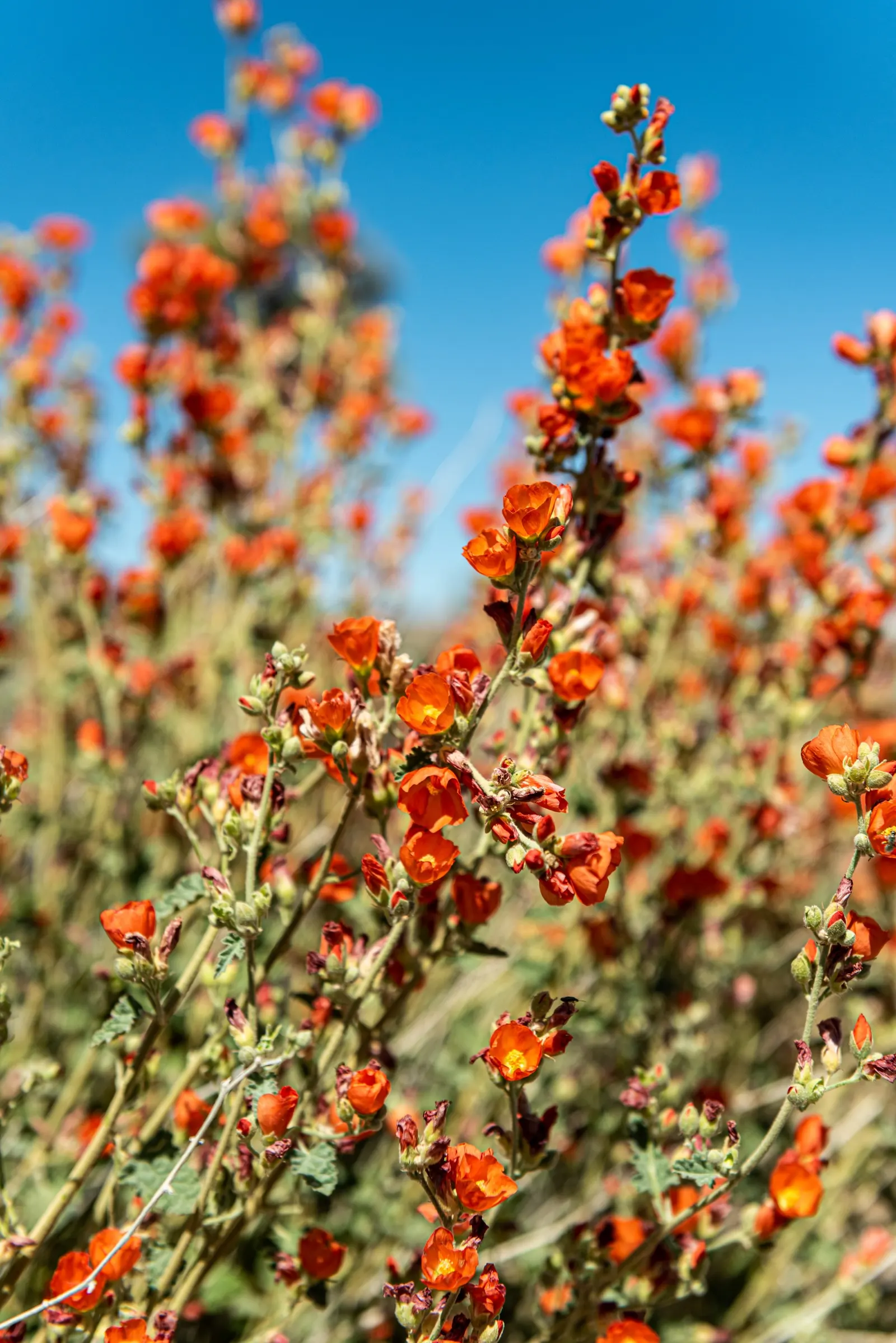 Apricot Mallow (Sphaeralcea Ambigua) — drought-tolerant landscapes.<br><br>This resilient plant possesses a bushy growth habit