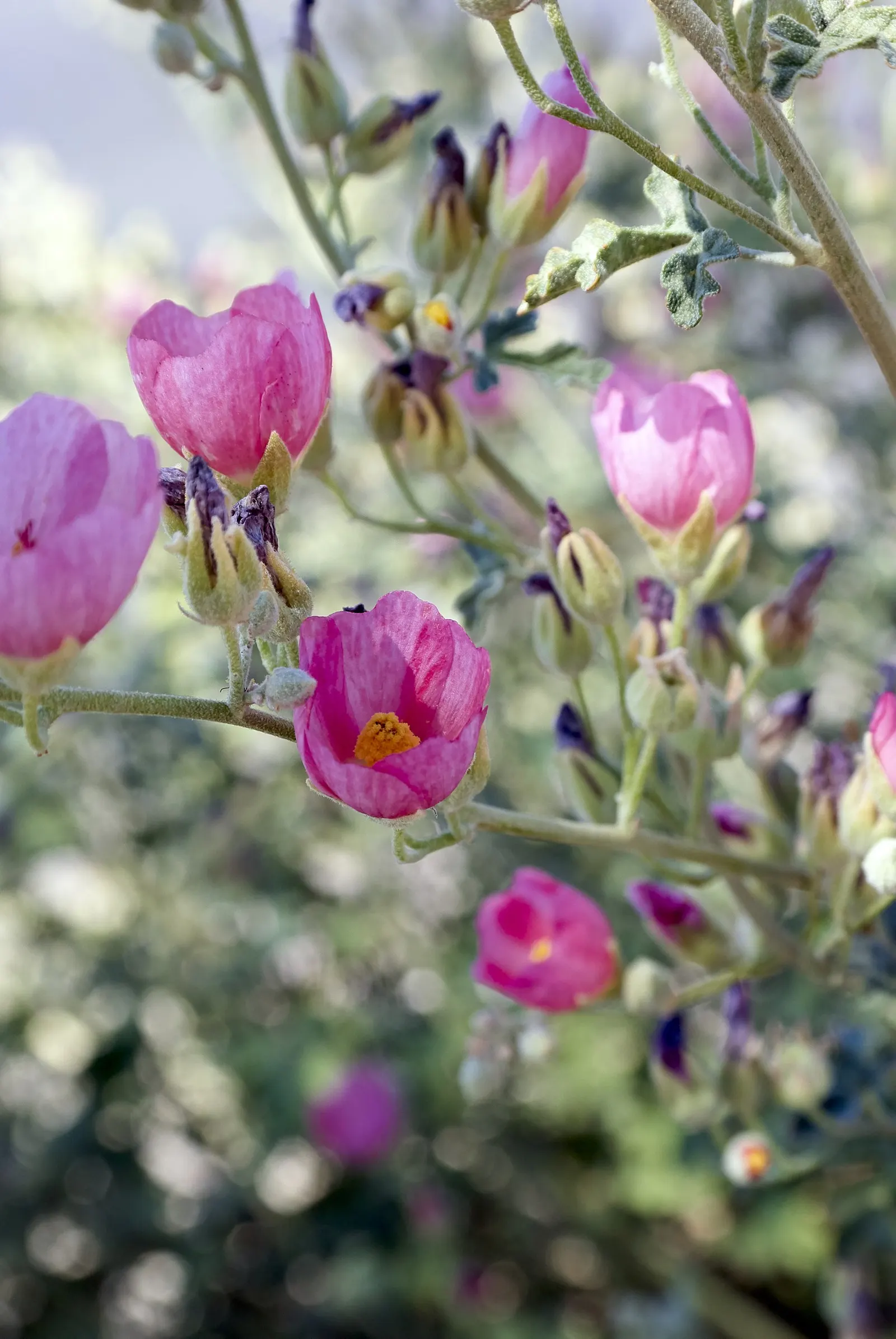 Apricot Mallow (Sphaeralcea Ambigua) — As the plant matures and spreads; it boasts impressive drought tolerance, image 103