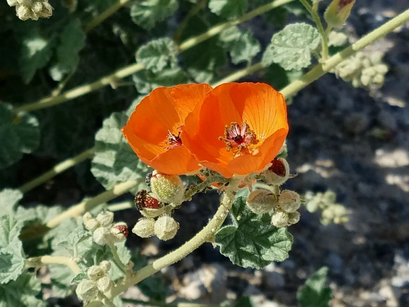 Apricot Mallow (Sphaeralcea Ambigua) — is an enchanting perennial native to the desert and chaparral regions of the Southwestern United States; shrub with