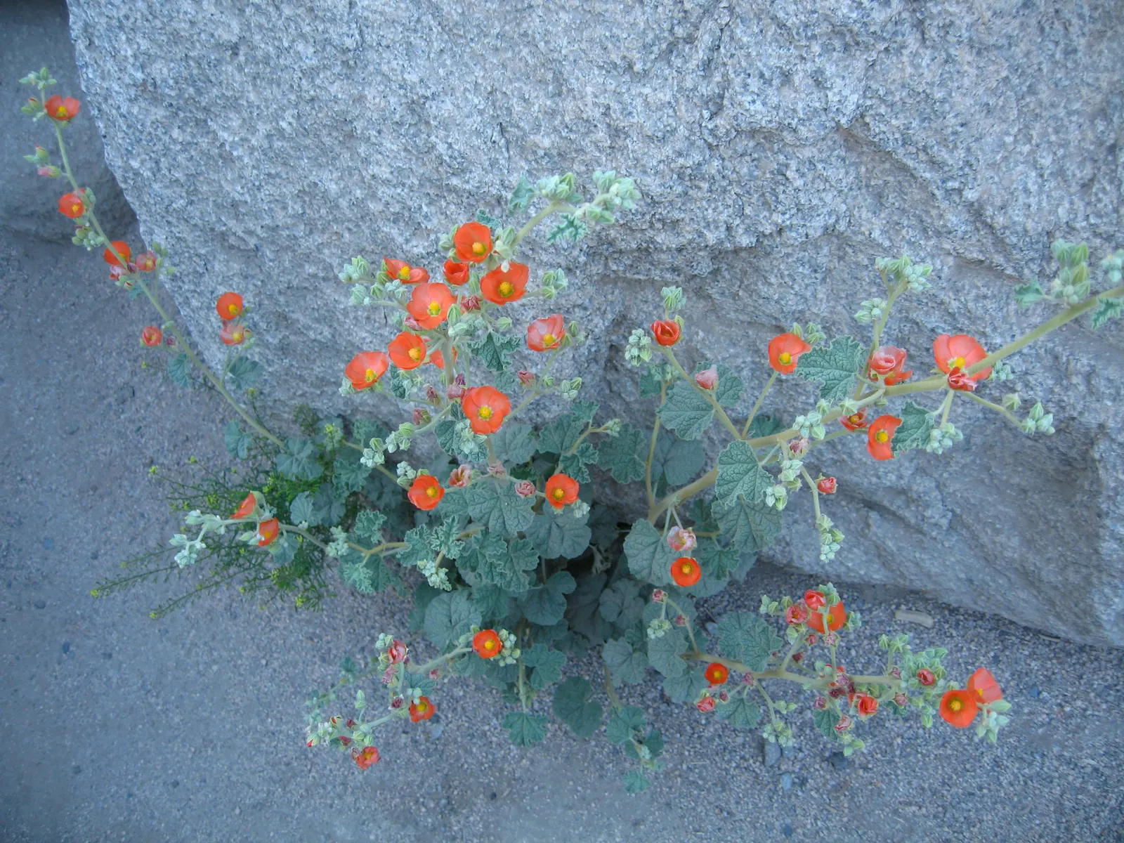 Apricot Mallow (Sphaeralcea Ambigua) — Requires well-draining soil and full sun exposure, image 59