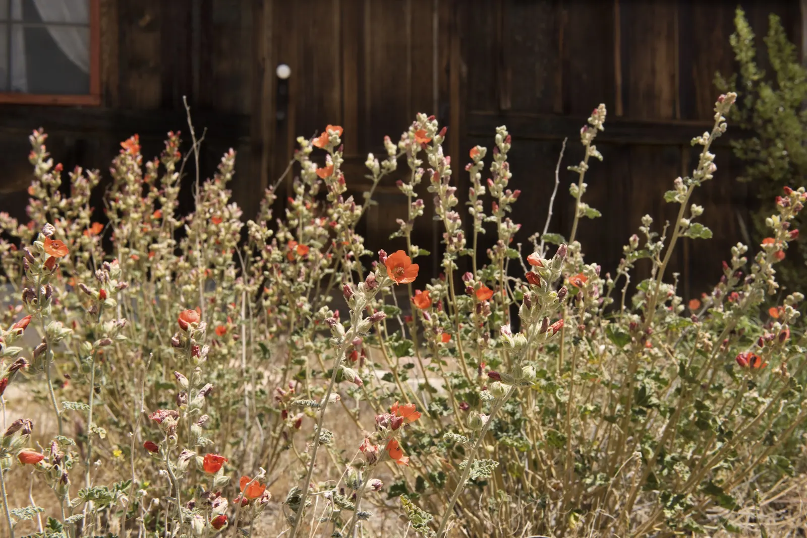 Apricot Mallow (Sphaeralcea Ambigua) — thereby injecting life and movement into the garden while fostering local biodiversity; revered for its, image 75