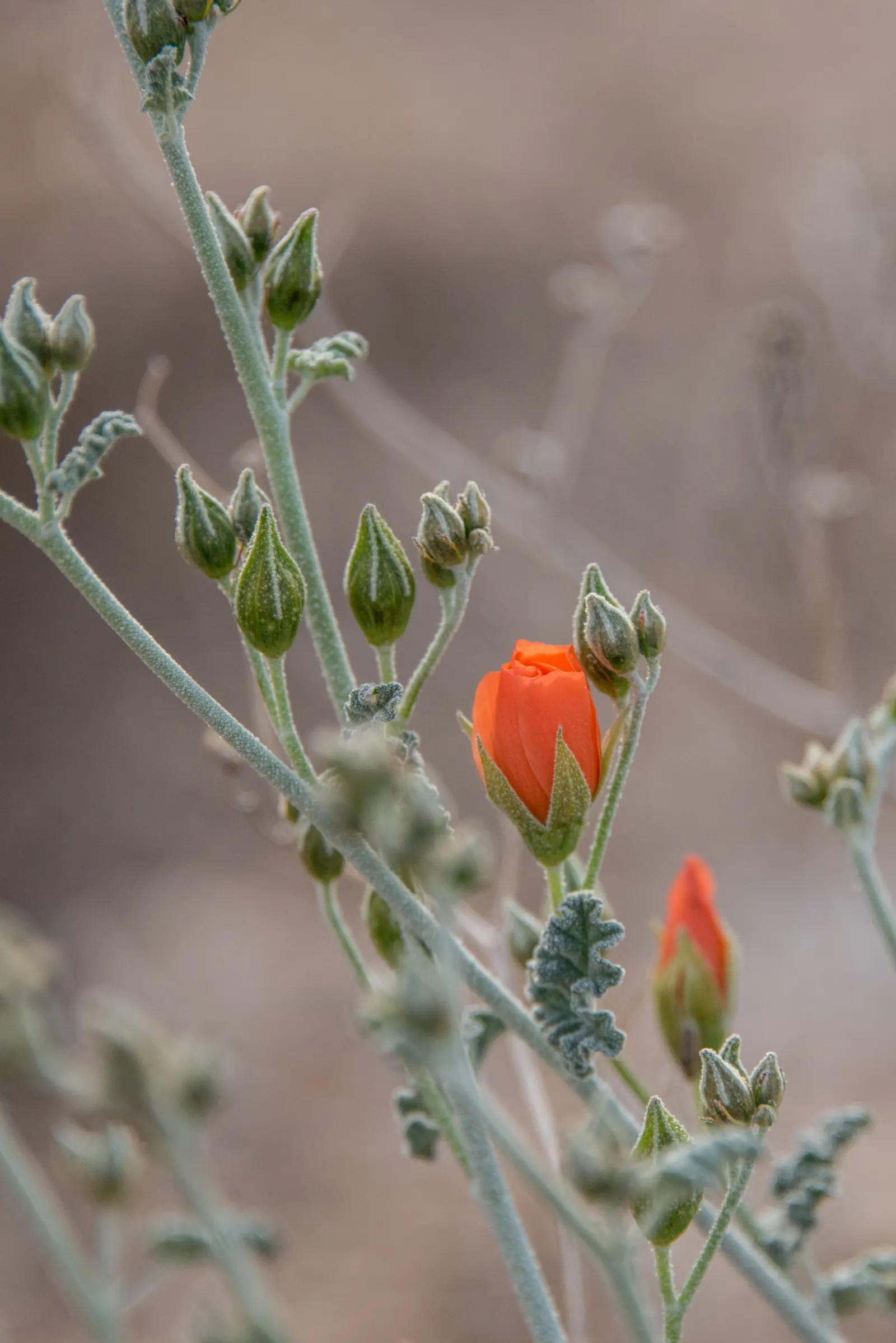 Apricot Mallow (Sphaeralcea Ambigua) — Requires well-draining soil and full sun exposure, image 32