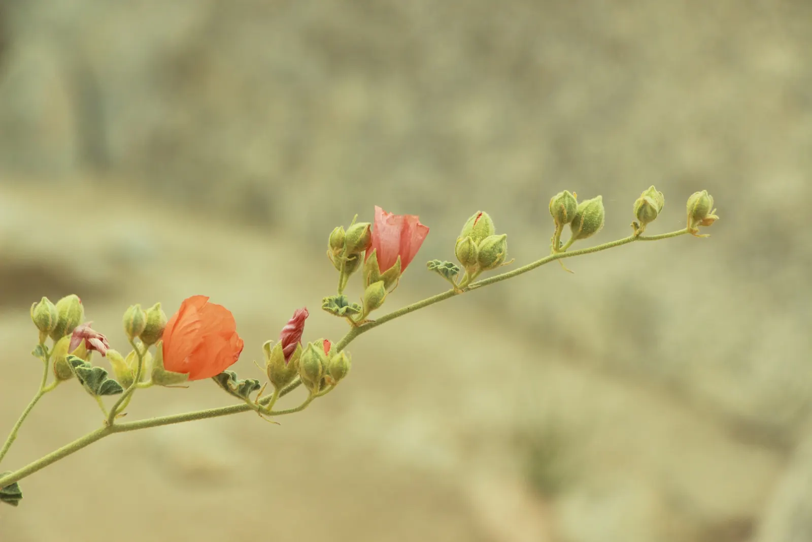 Apricot Mallow (Sphaeralcea Ambigua) — consider its attraction to pollinators