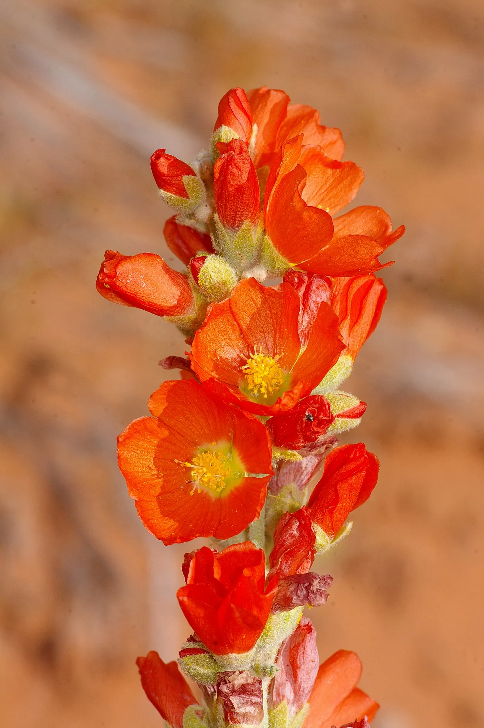 Apricot Mallow (Sphaeralcea Ambigua) — Space 2-3 ft apart to accommodate mature size
