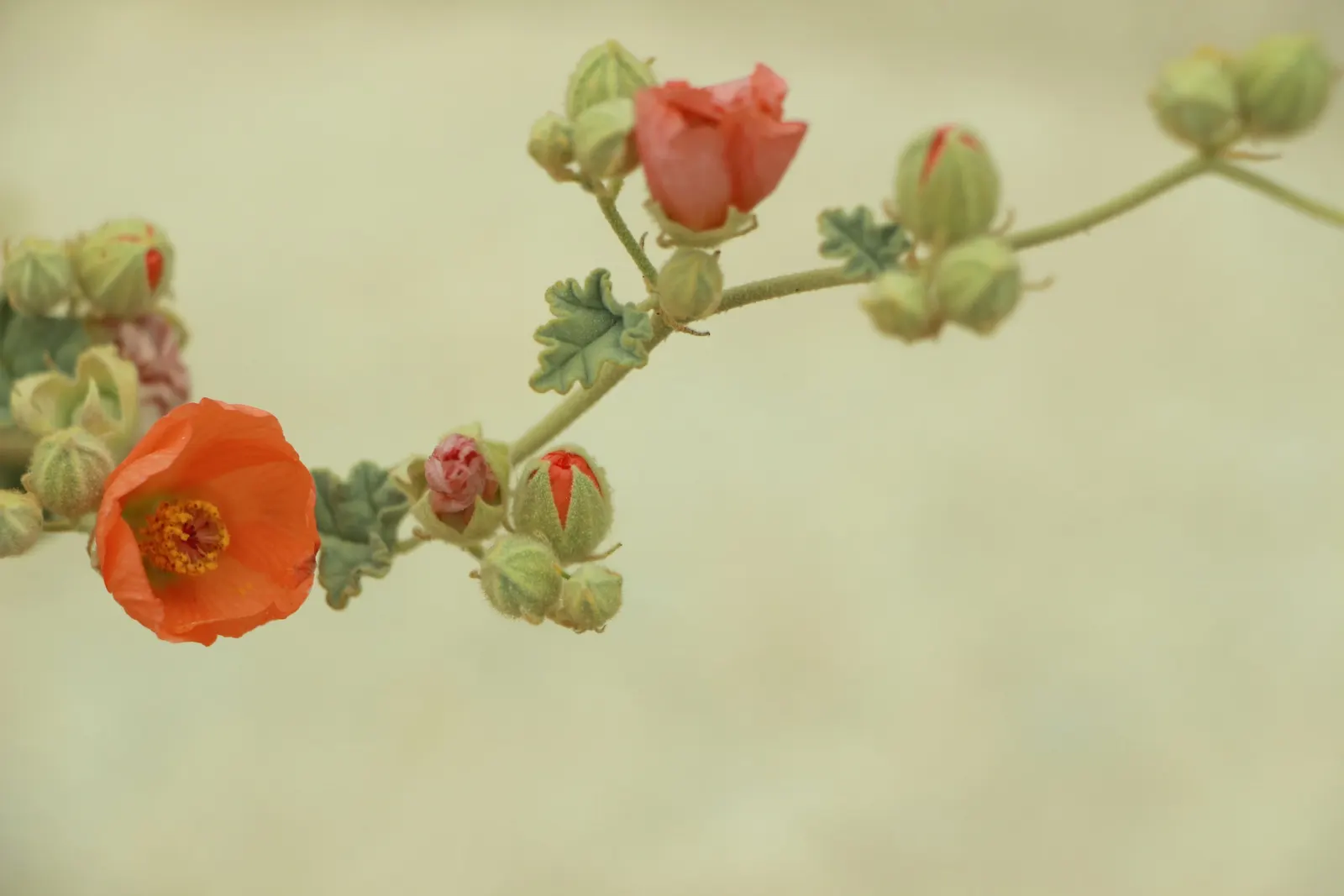Apricot Mallow (Sphaeralcea Ambigua) — orange flowers in the garden