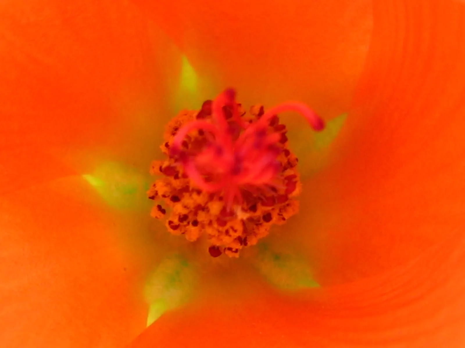 Apricot Mallow (Sphaeralcea Ambigua) — with a similar spread of 2 to 3 feet; scientifically known as Sphaeralcea ambigua, image 94