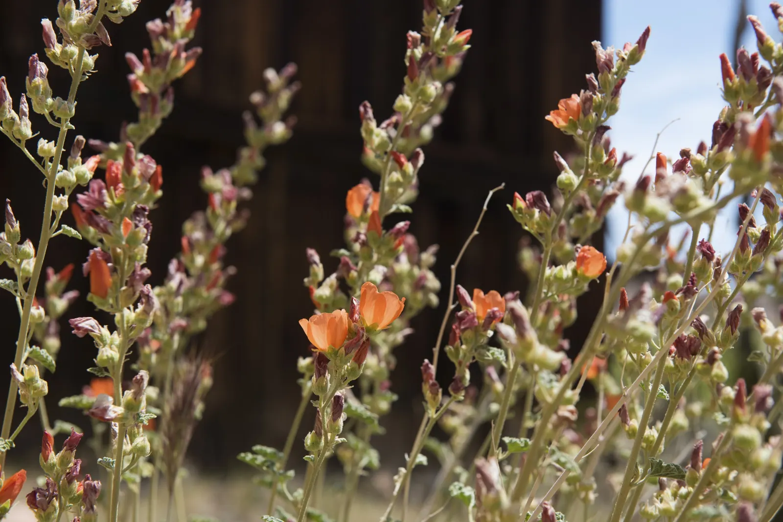 Apricot Mallow (Sphaeralcea Ambigua) — The blooms are a veritable magnet for bees; flourishing in arid zones with a height/width of 3 ft