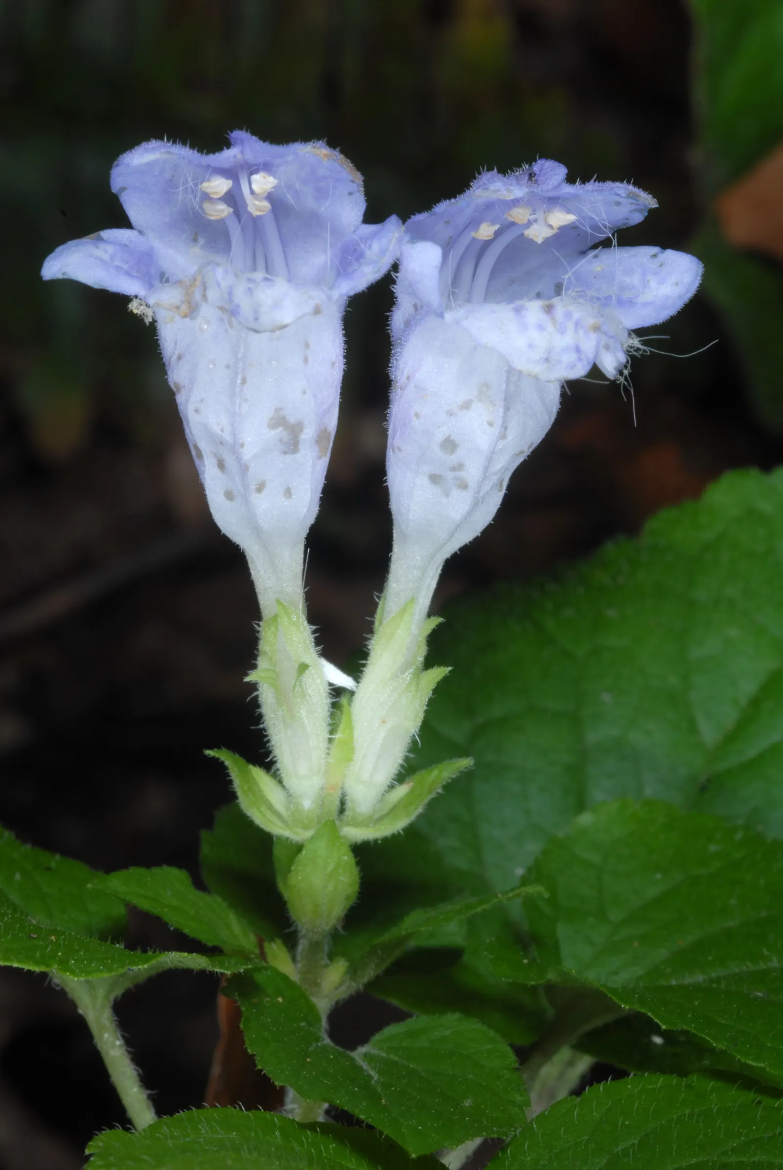 Meehan's Mint (Meehania Cordata) — Meehan's Mint (Meehania cordata) is a low-growing perennial, reaching heights of 6-12 inches; hardy and resistant to deer