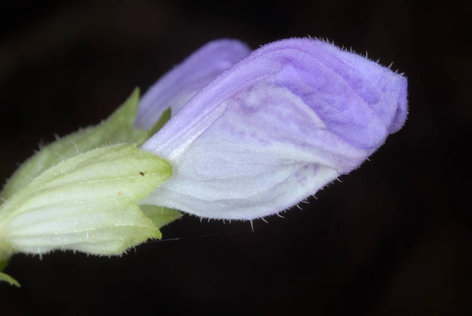 Meehan's Mint (Meehania Cordata) — this ground cover thrives in USDA Hardiness Zones 4 to 8; native to the woodlands of the Eastern United States