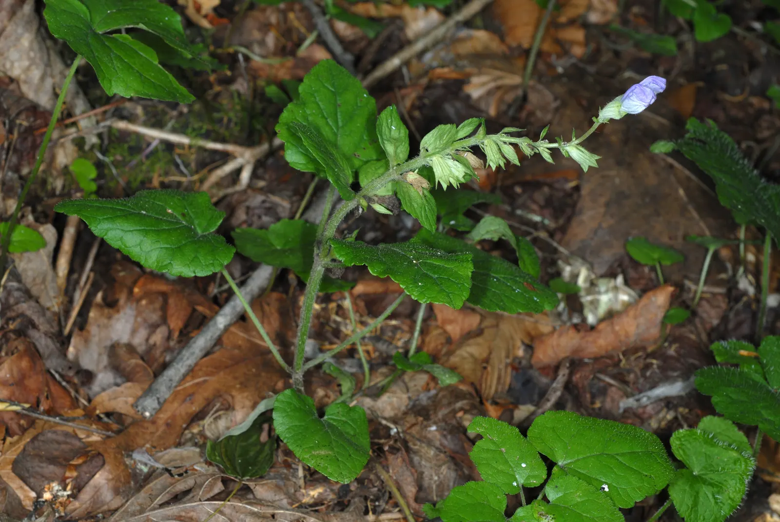 Meehan's Mint (Meehania Cordata) — Meehan's Mint (Meehania cordata) is a charming