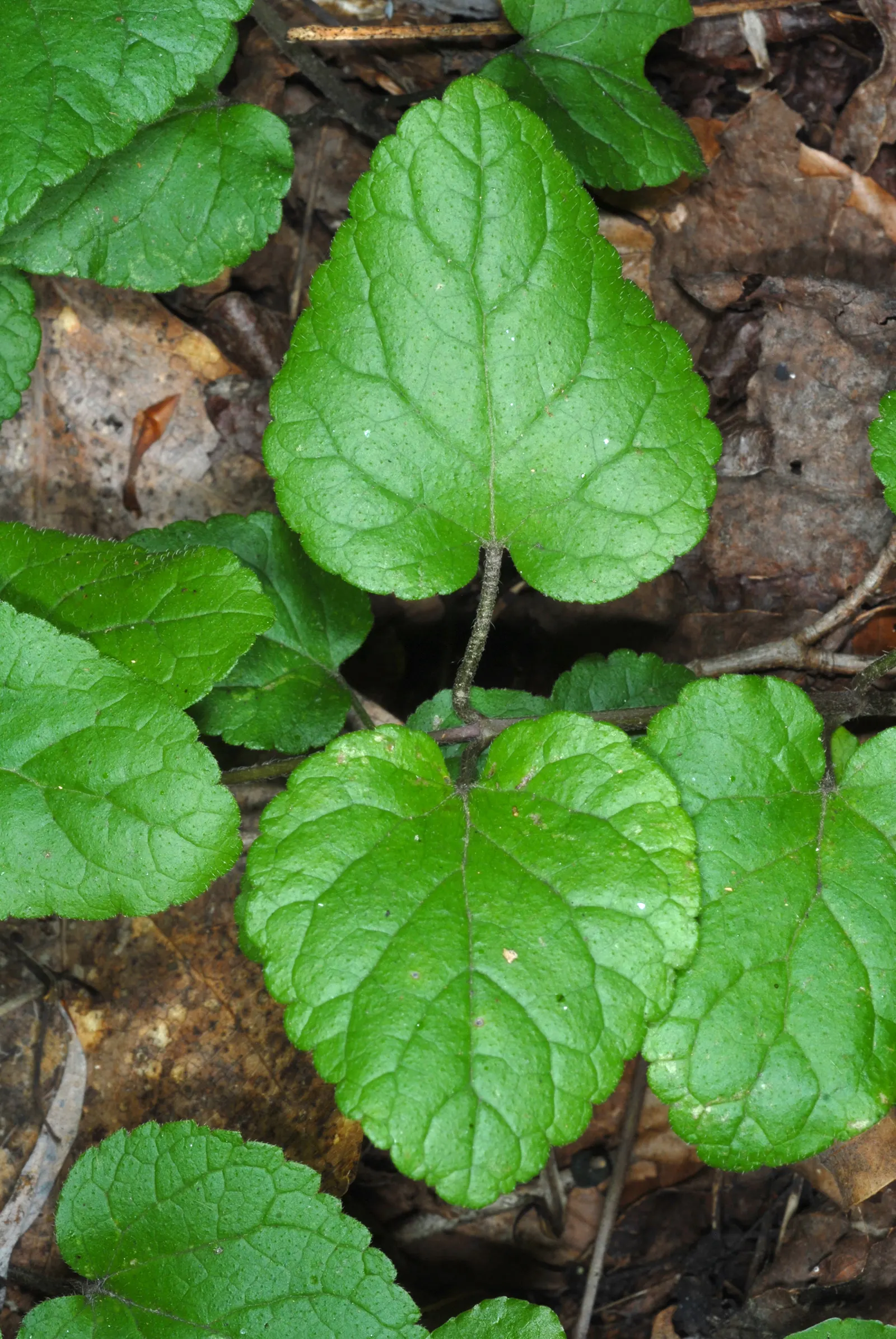 Meehan's Mint (Meehania Cordata) — perfect for woodland gardens or as an understory plant in shaded landscapes