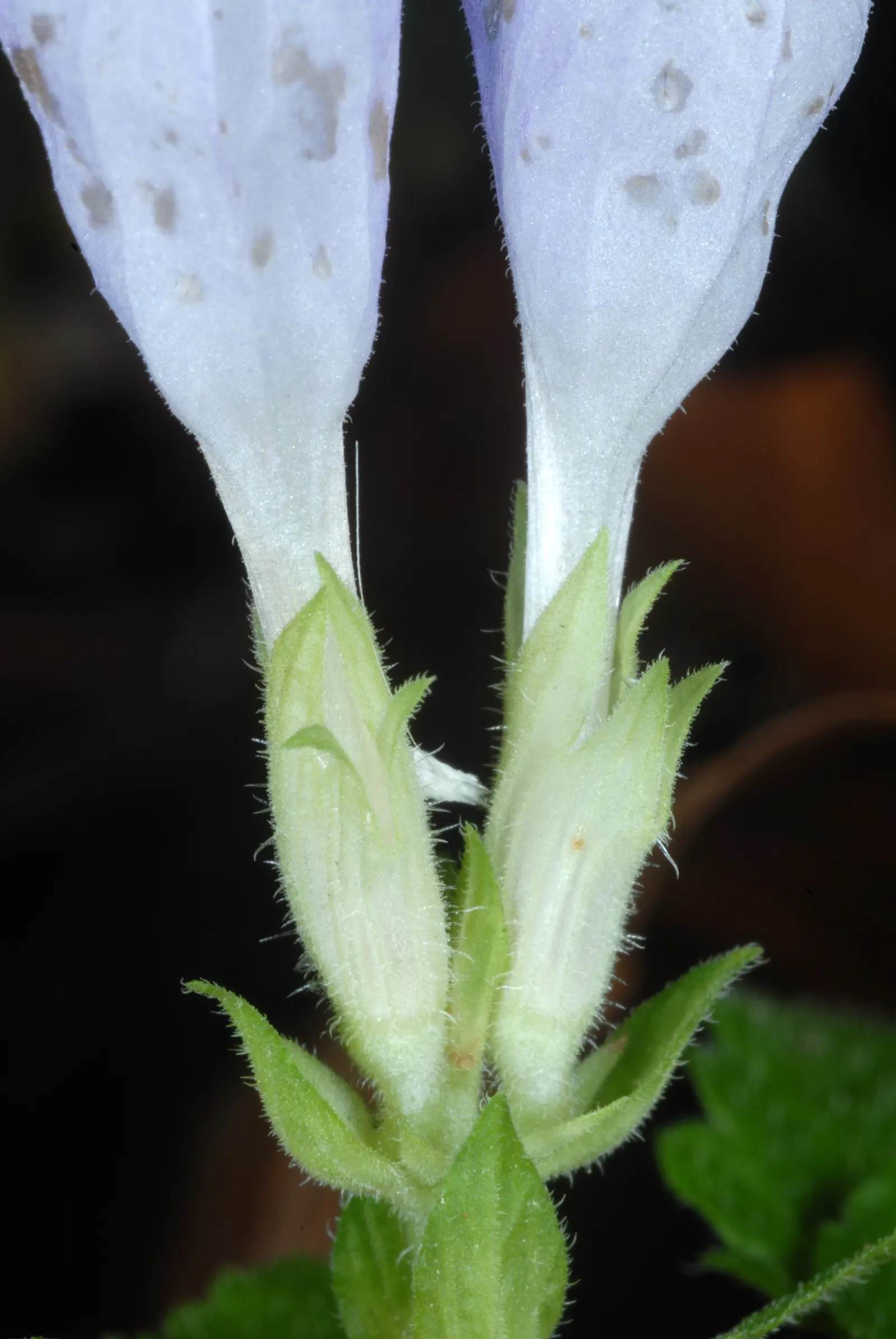 Meehan's Mint (Meehania Cordata) — Meehan's Mint (Meehania cordata) is a charming; one distinct advantage is that this plant is largely resistant to deer and