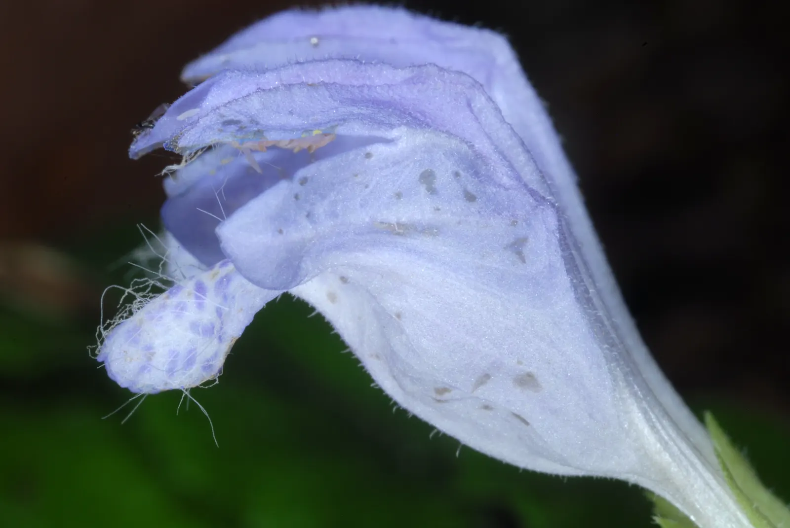 Meehan's Mint (Meehania Cordata) — Hardy and resistant to deer, it offers low-maintenance charm