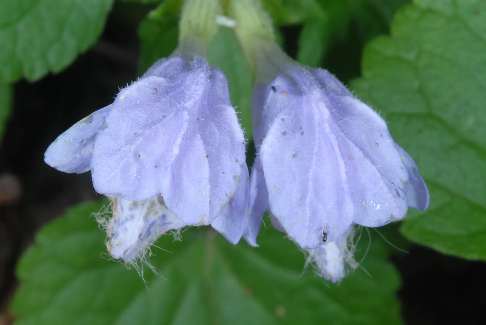 Meehan's Mint (Meehania Cordata) — Native to the woodlands of the Eastern United States