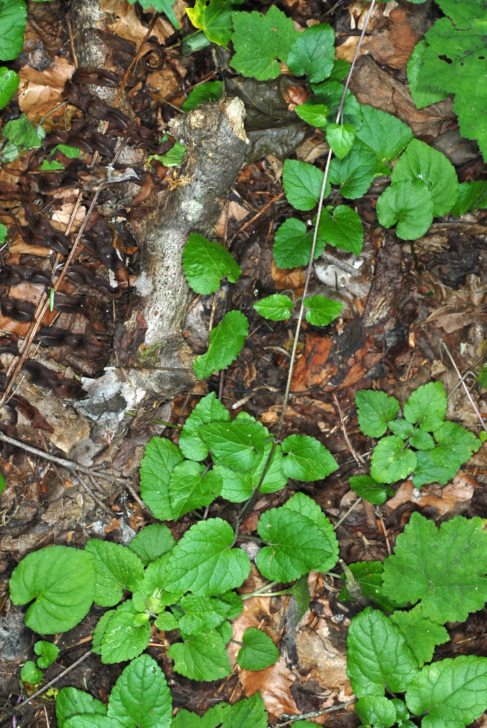 Meehan's Mint (Meehania Cordata) — One distinct advantage is that this plant is largely resistant to deer and rabbits