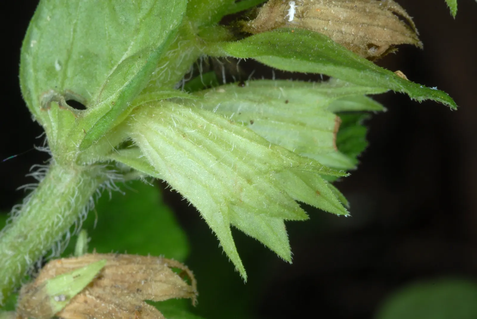 Meehan's Mint (Meehania Cordata) — with individual leaves approximately 1 to 2 inches in length