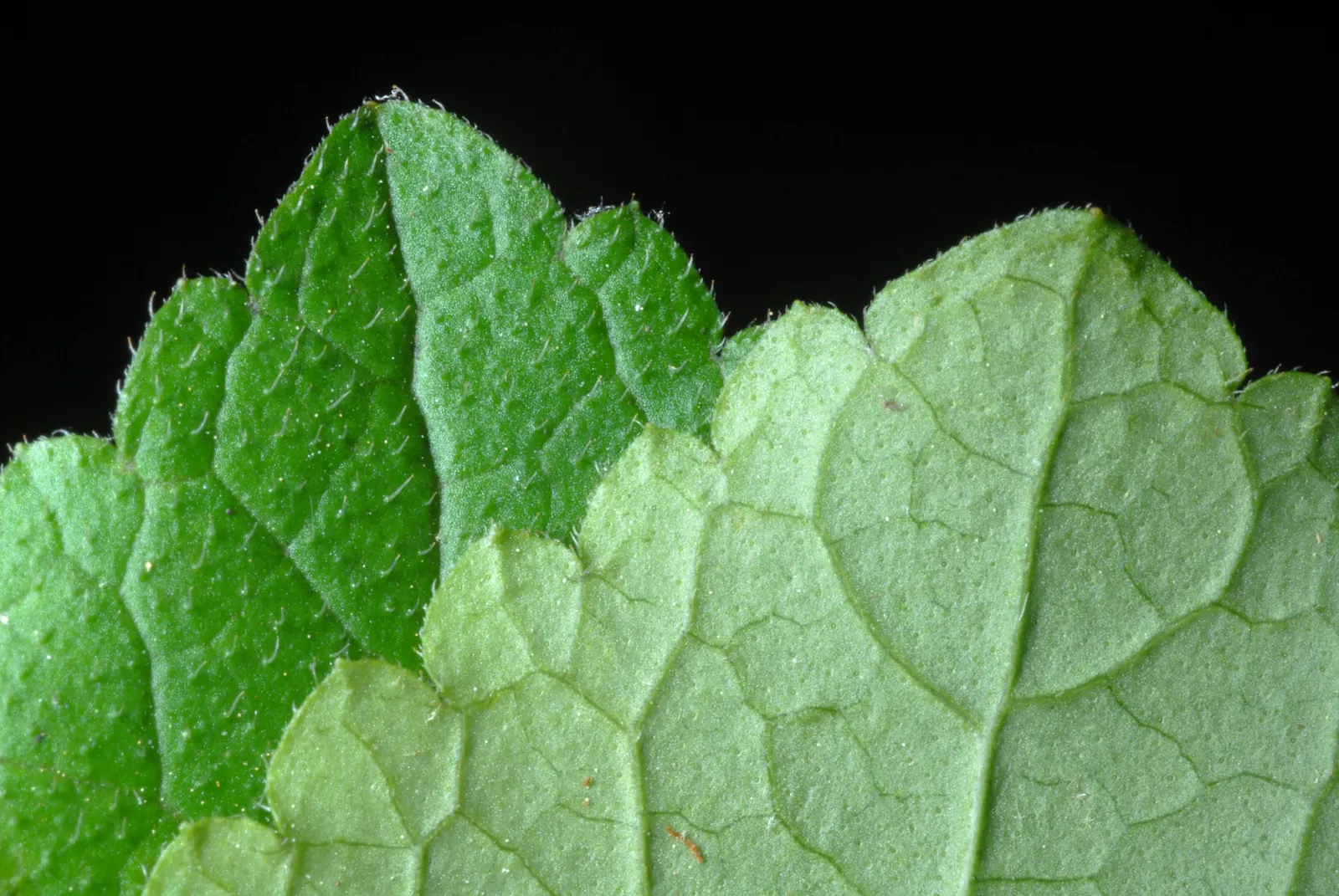 Meehan's Mint (Meehania Cordata) — Hardy and resistant to deer, it offers low-maintenance charm; meehan's Mint (Meehania cordata) is a charming
