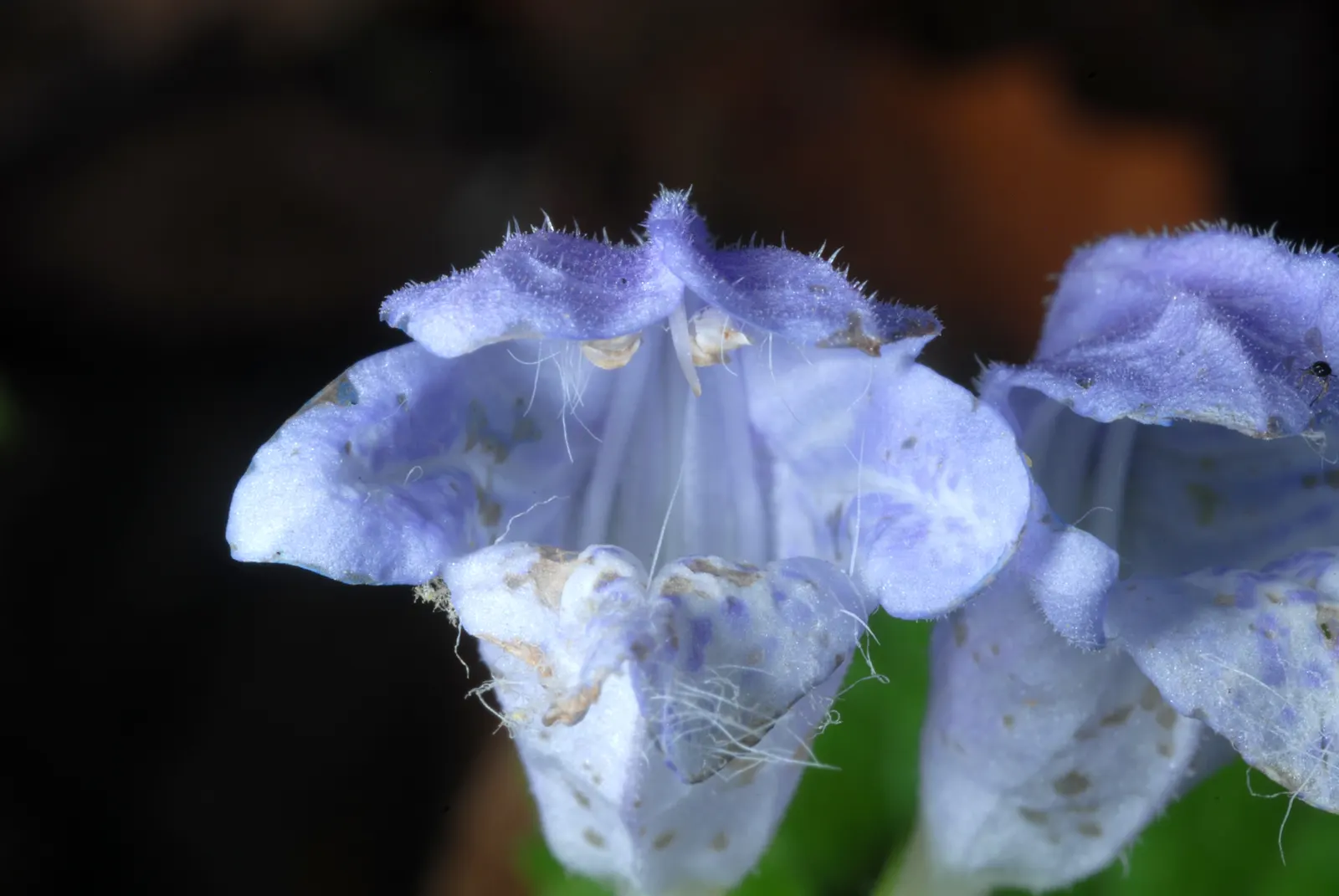 Meehan's Mint (Meehania Cordata) — Blooming occurs from late spring into early summer