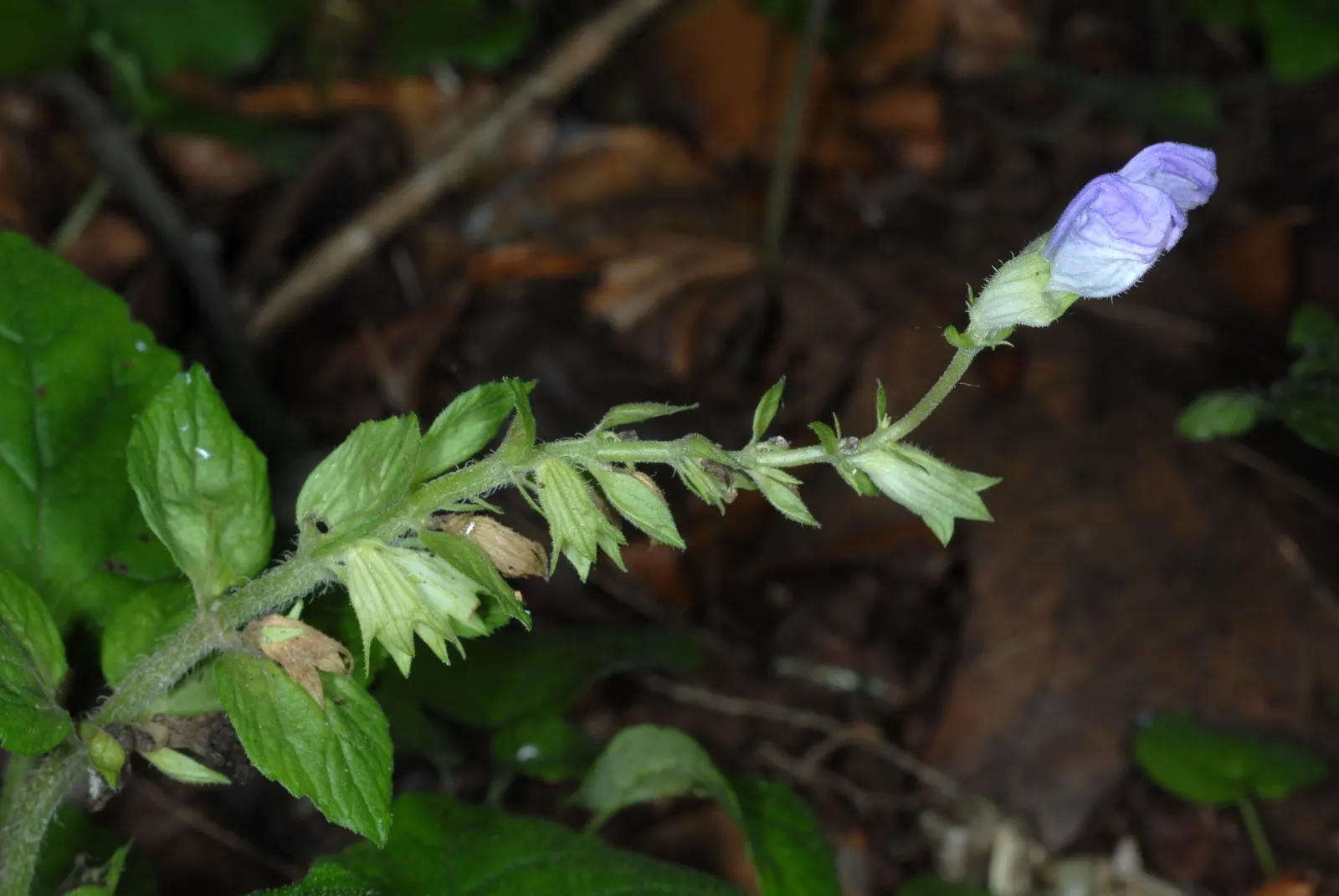 Meehan's Mint (Meehania Cordata) — Meehan's Mint (Meehania cordata) is a low-growing perennial, reaching heights of 6-12 inches