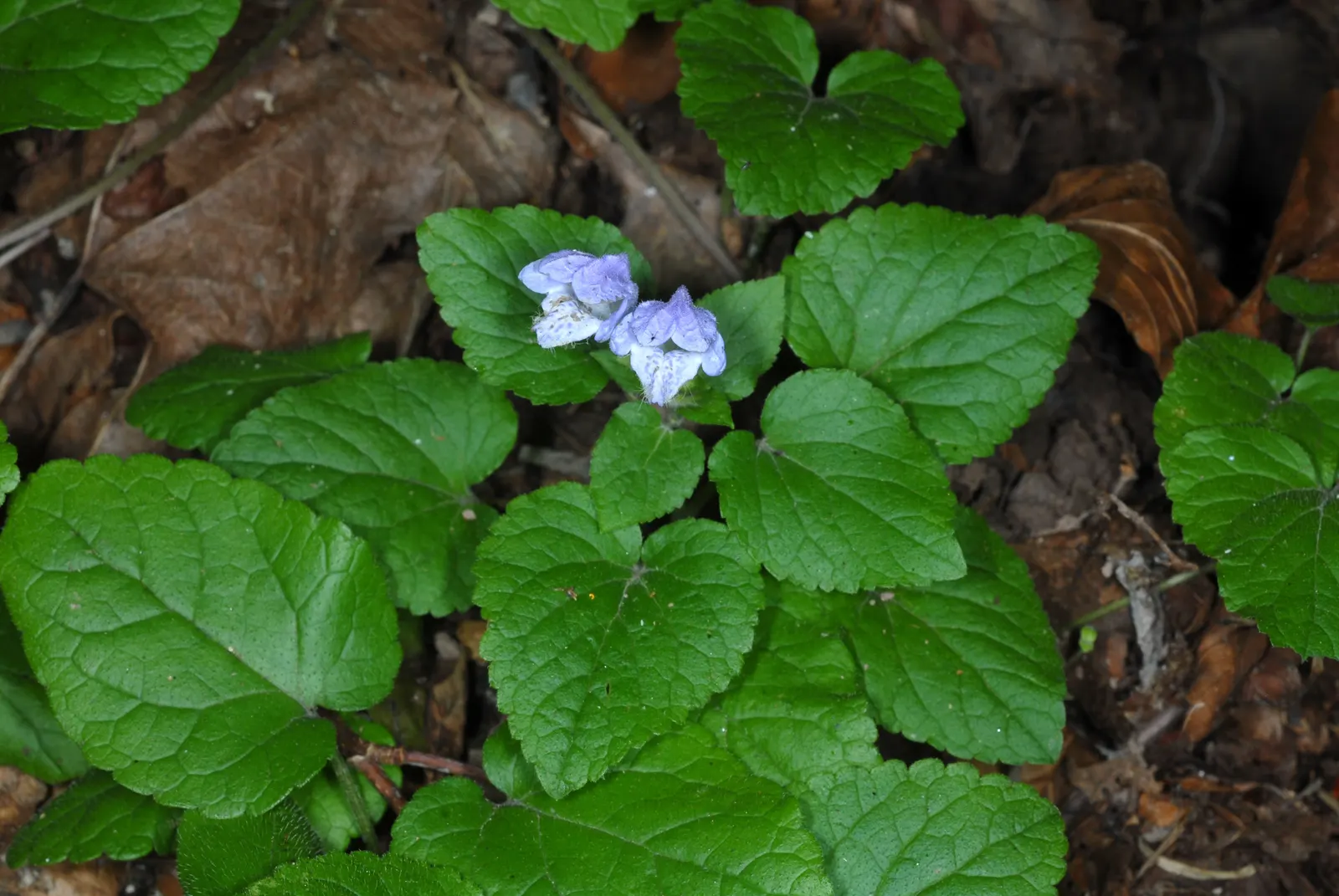 Meehan's Mint (Meehania Cordata) — perennial for half or shade