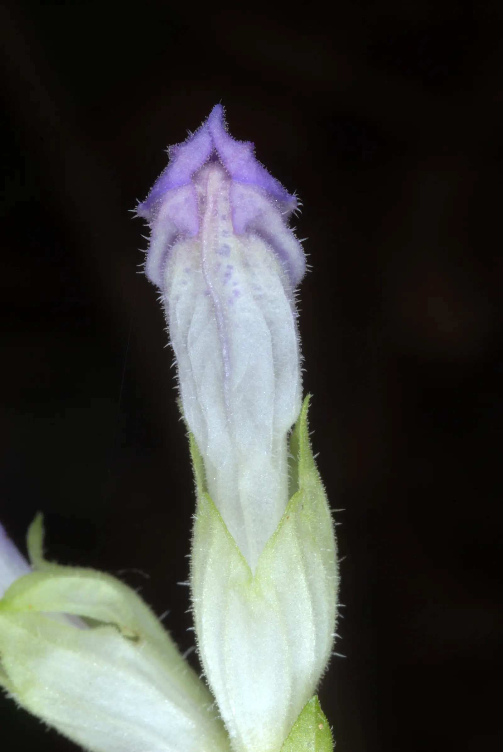 Meehan's Mint (Meehania Cordata) — lavender flowers in the garden