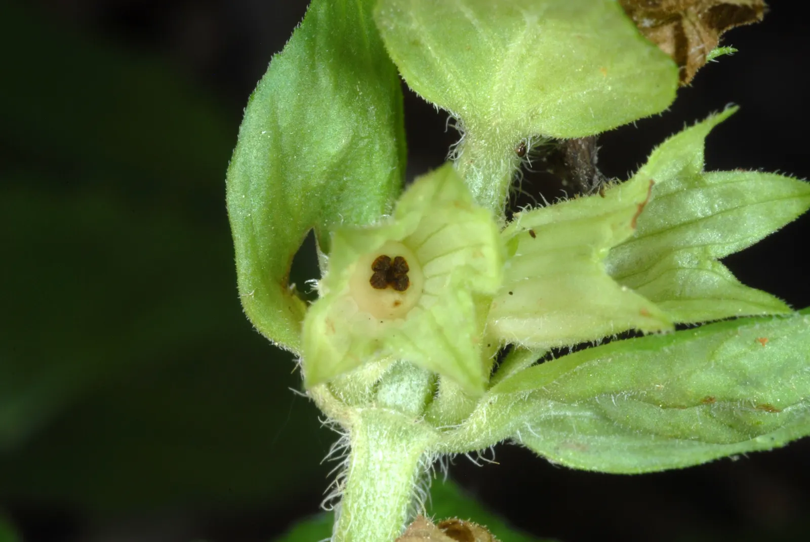 Meehan's Mint (Meehania Cordata) — It flourishes in USDA zones 4-8, preferring partial to full shade and moist, well-drained soil; though it will tolerate a
