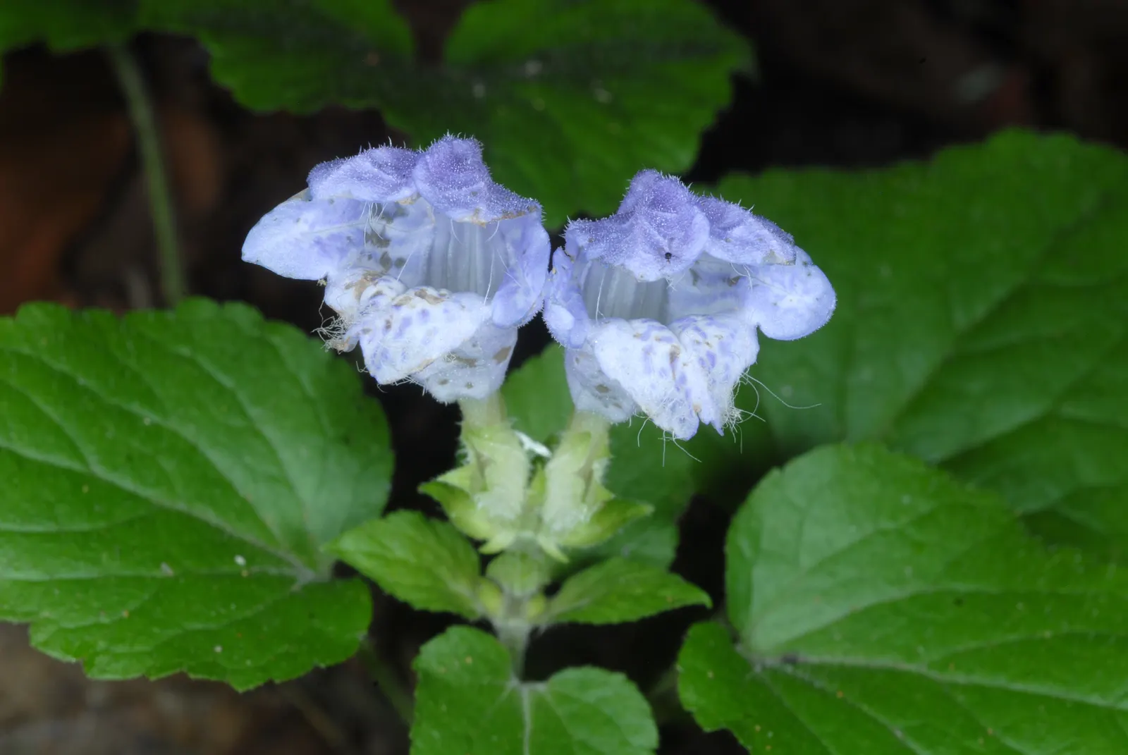 Meehan's Mint (Meehania Cordata) — Meehan's Mint is an excellent choice under deciduous trees or in the dappled light of a woodland border