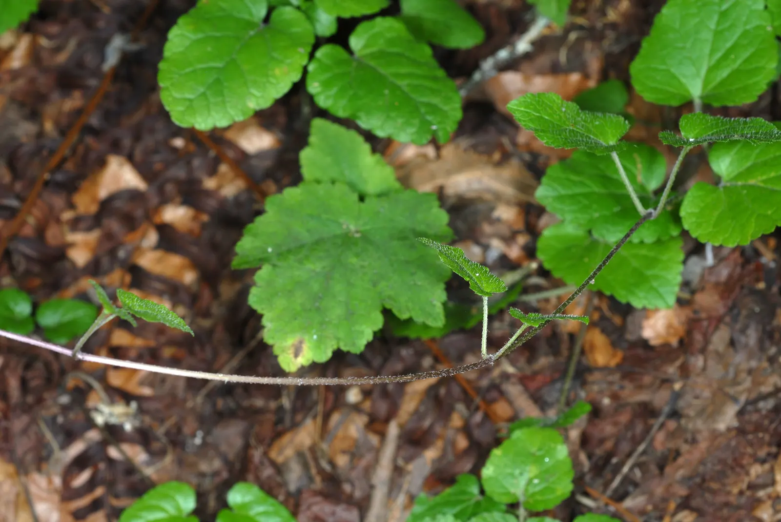 Meehan's Mint (Meehania Cordata) — Native to the woodlands of the Eastern United States; perennial with lavender blooms