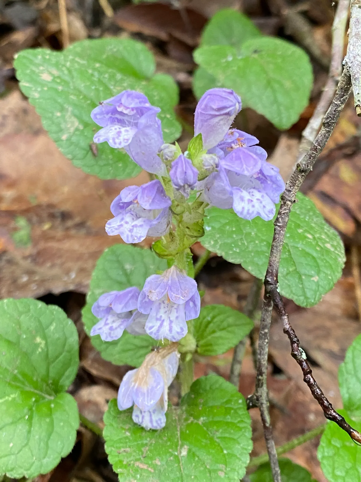 Meehan's Mint (Meehania Cordata) — making it a hardy addition to many gardens.<br><br>Suitable for partial to full shade