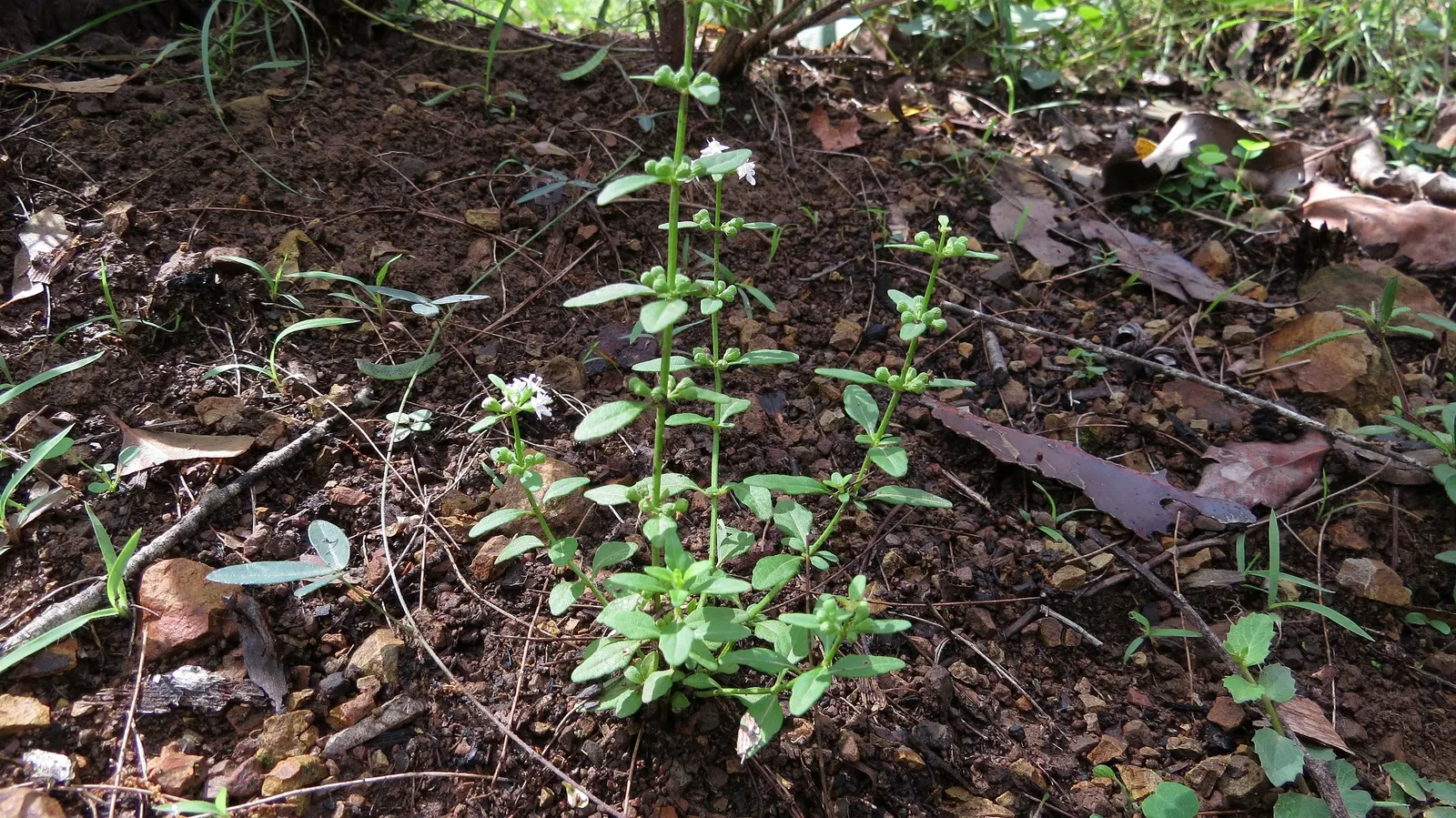 Meehan's Mint (Meehania Cordata) — Each plant can reach a height of 4 to 8 inches and will spread to form a mat between 12 to 18 inches wide
