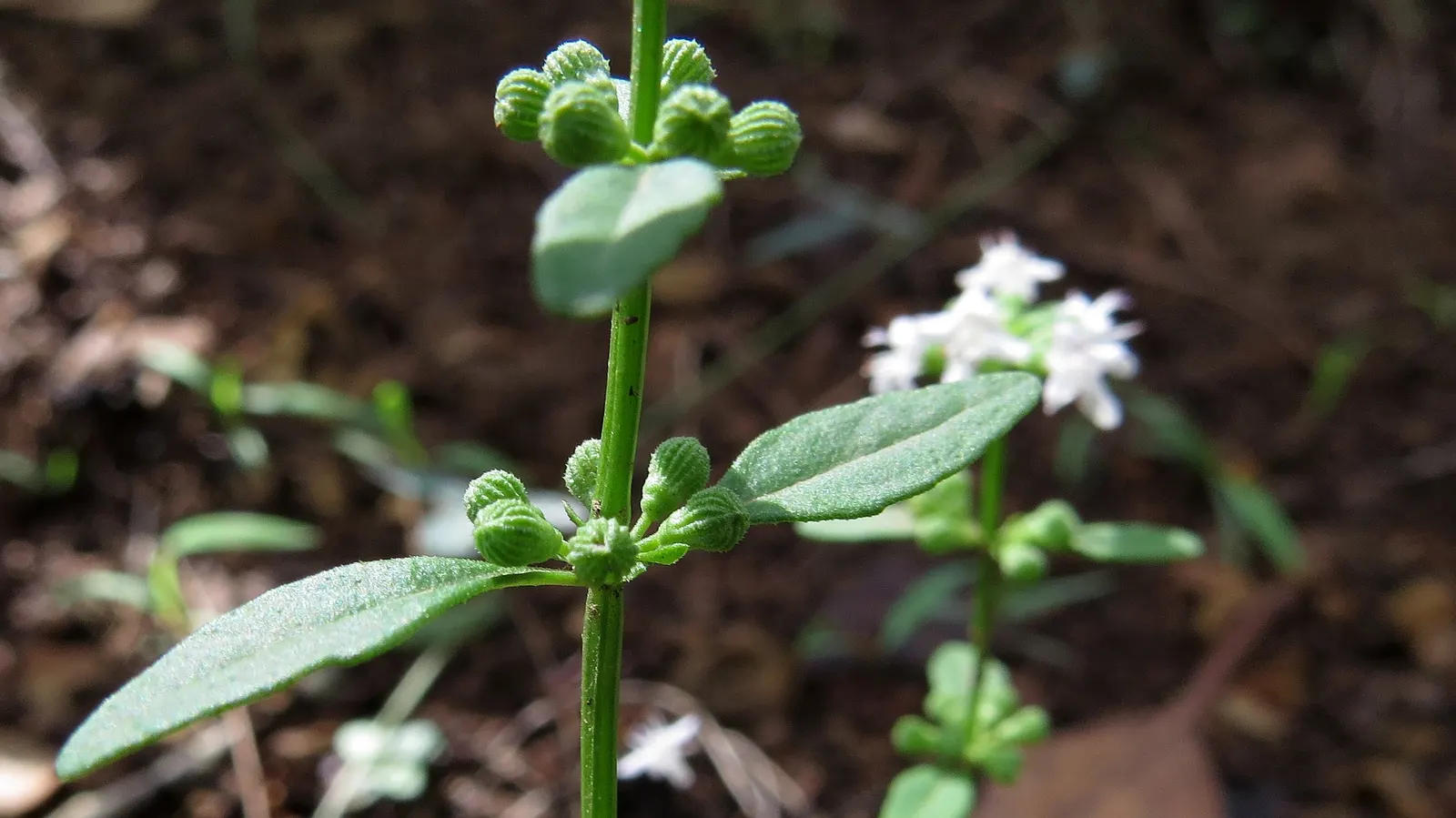 Meehan's Mint (Meehania Cordata) — delivering year-round interest
