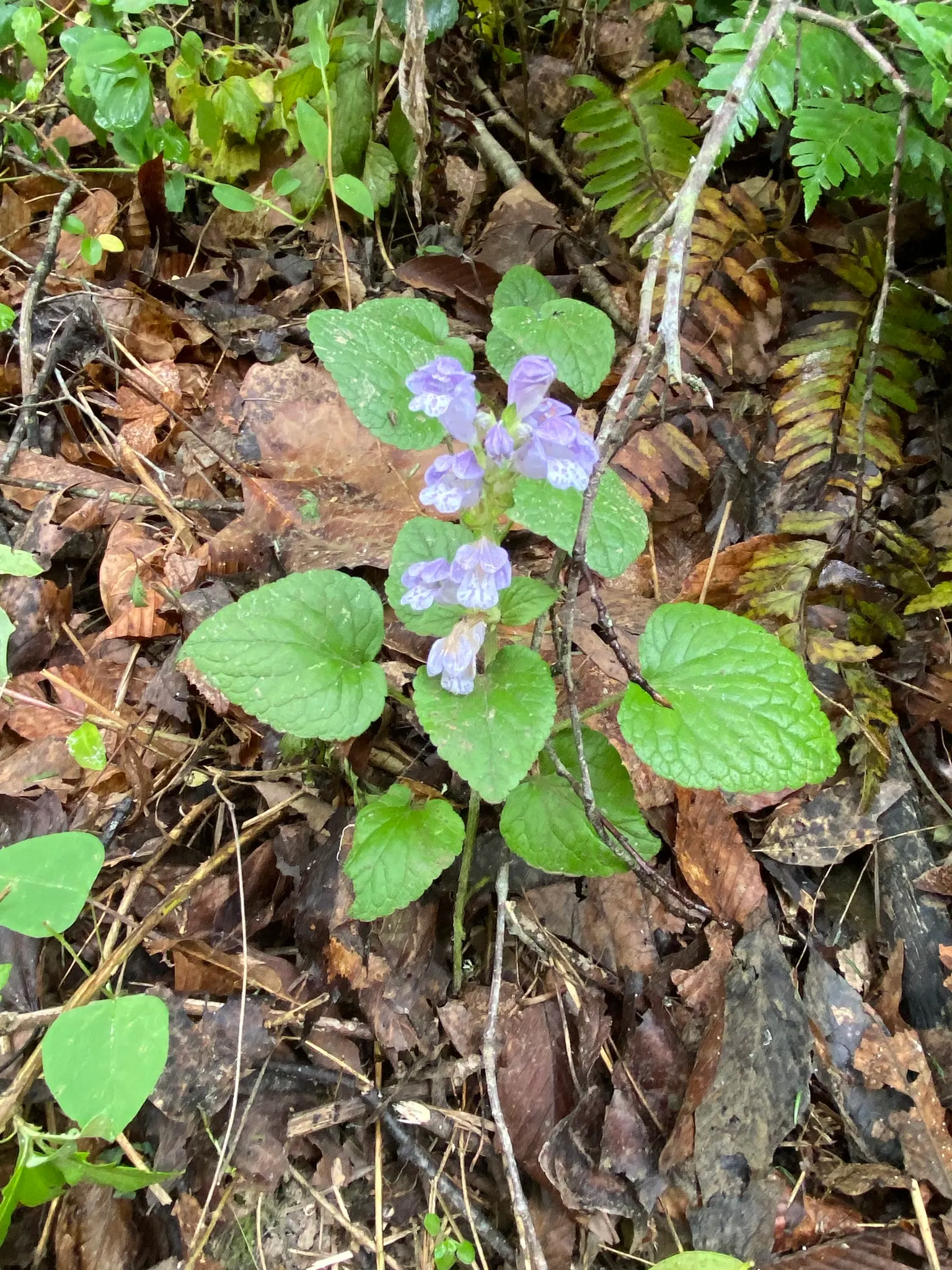 Meehan's Mint (Meehania Cordata) — It flourishes in USDA zones 4-8, preferring partial to full shade and moist, well-drained soil