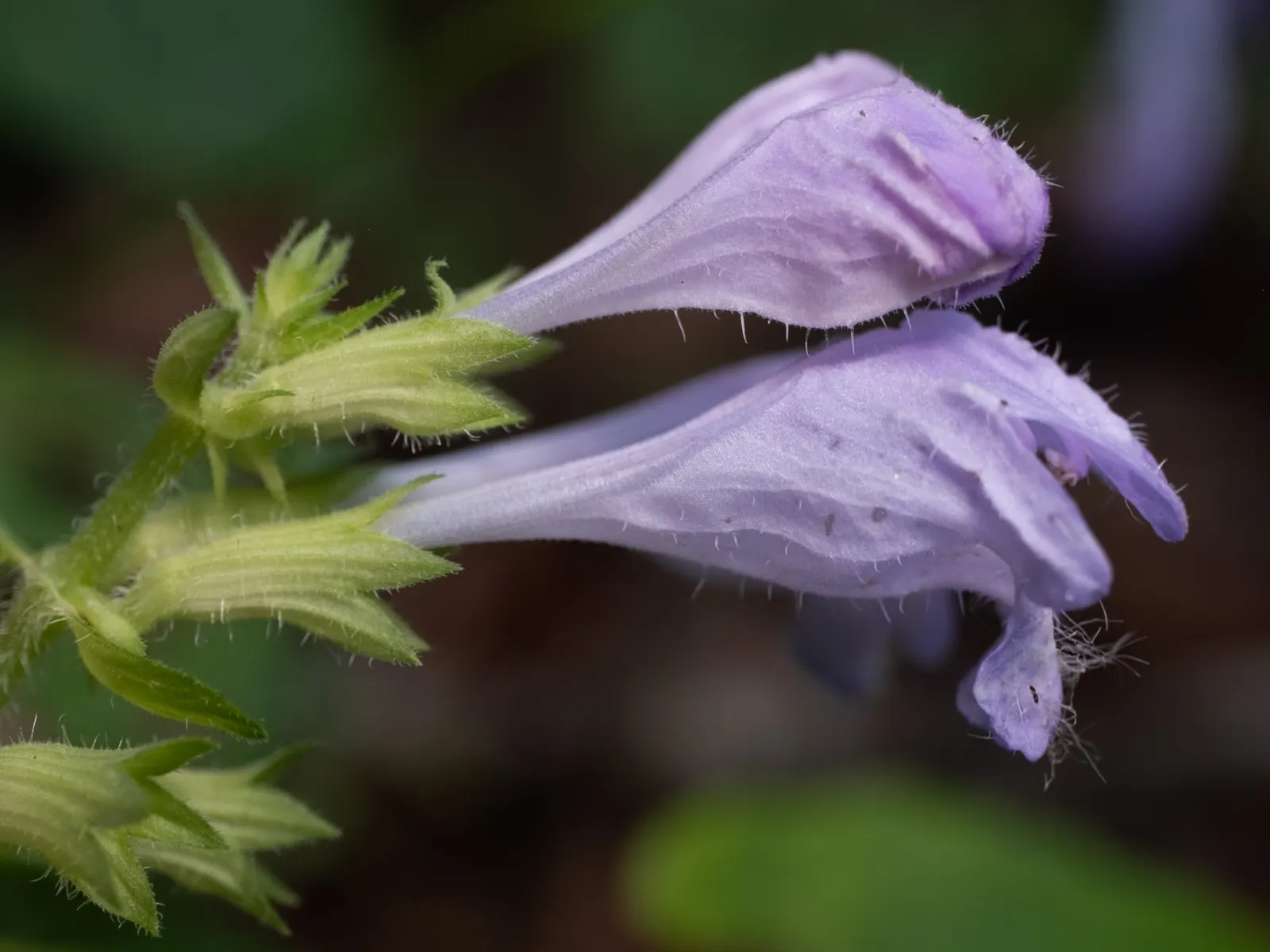 Meehan's Mint (Meehania Cordata) — though it will tolerate a range of soil conditions once established