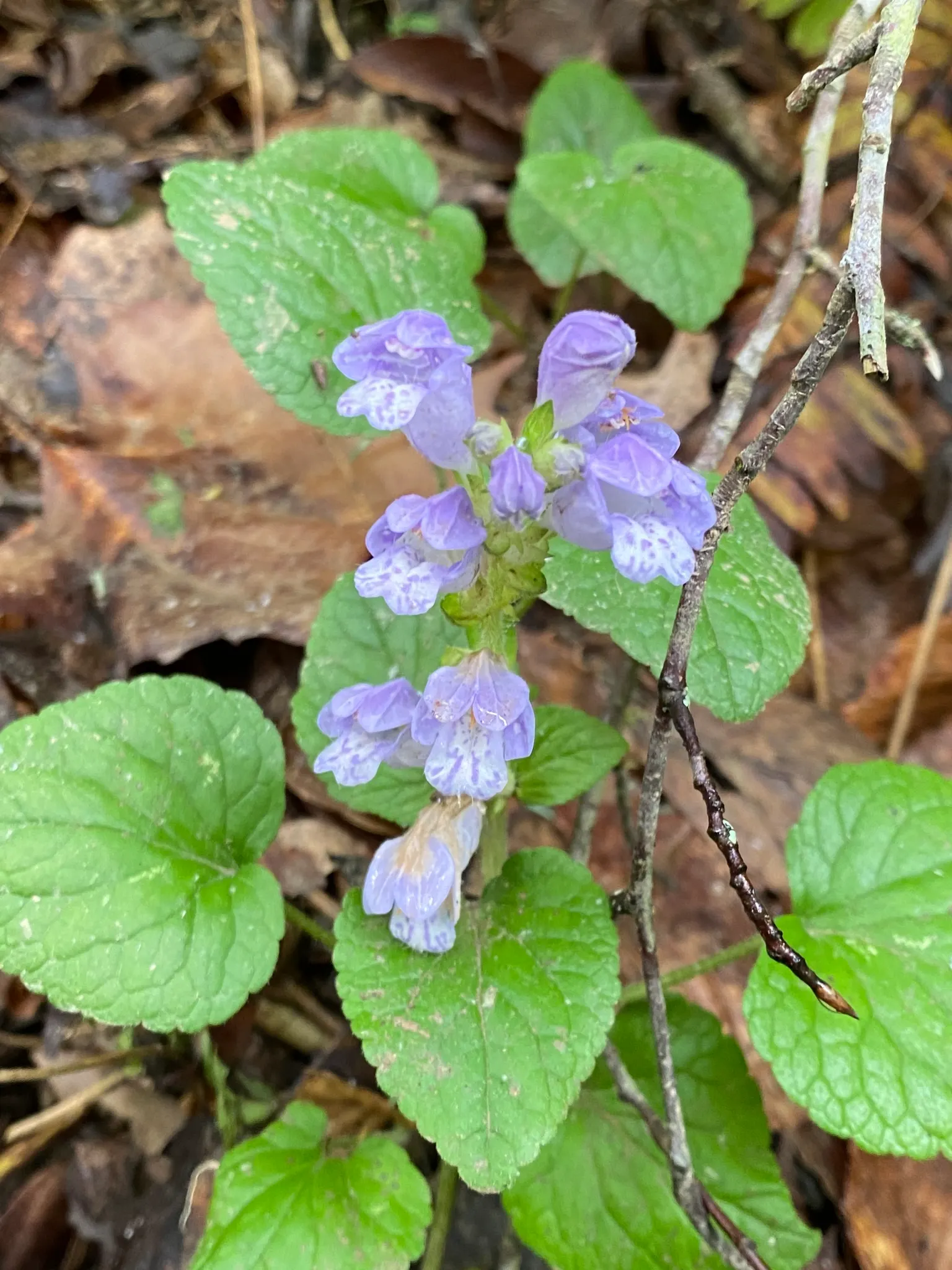 Meehan's Mint (Meehania Cordata) — this ground cover thrives in USDA Hardiness Zones 4 to 8