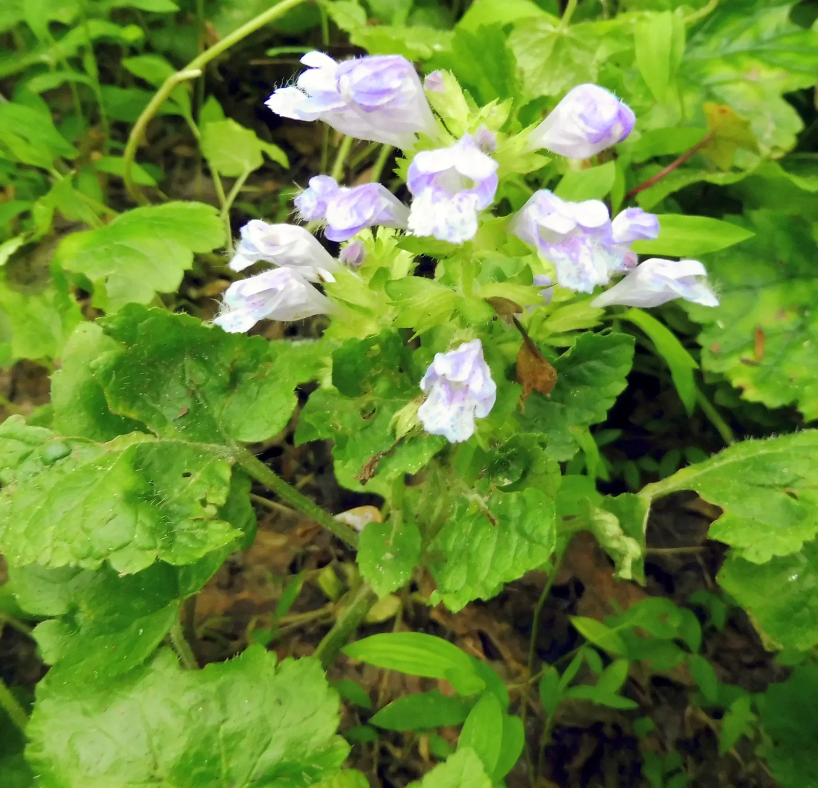 Meehan's Mint (Meehania Cordata) — perfect for woodland gardens or as an understory plant in shaded landscapes; lavender flowers in the garden
