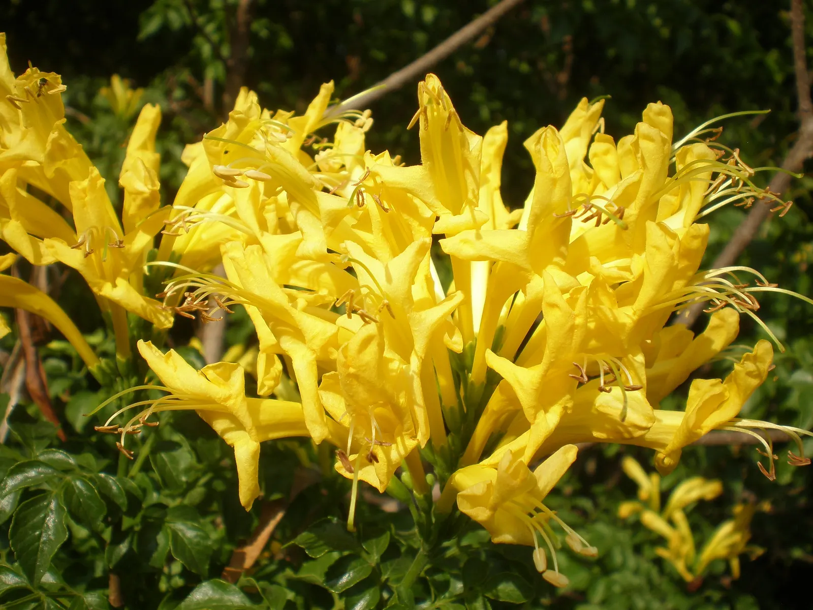 Cape Honeysuckle (Tecoma Capensis 'Aurea') — is an attractive addition to any garden