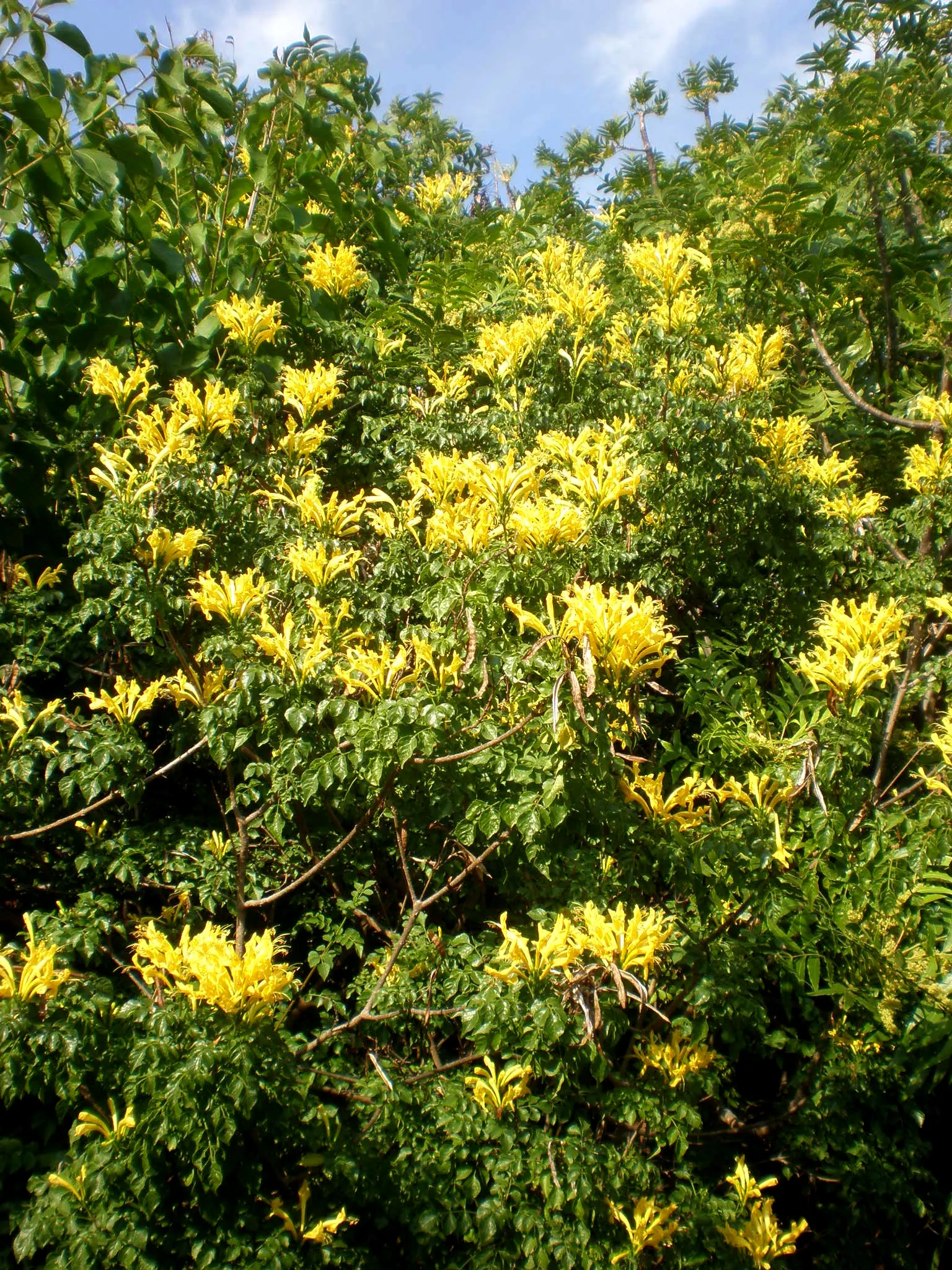 Cape Honeysuckle (Tecoma Capensis 'Aurea') — Regular pruning maintains its shape, making it ideal for trellises, fences, and as a focal landscape feature
