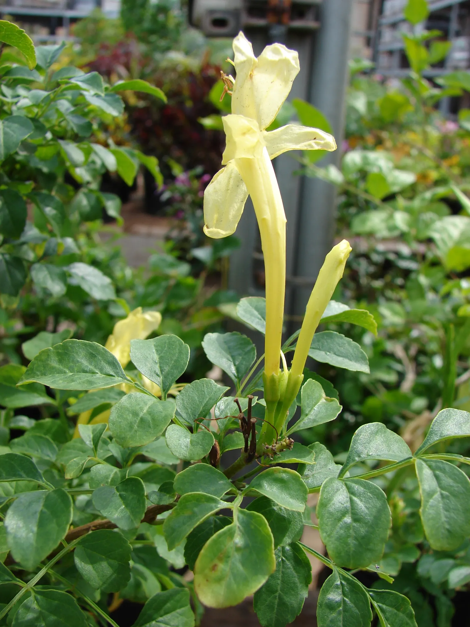 Cape Honeysuckle (Tecoma Capensis 'Aurea') — this robust climber adds a tropical flair