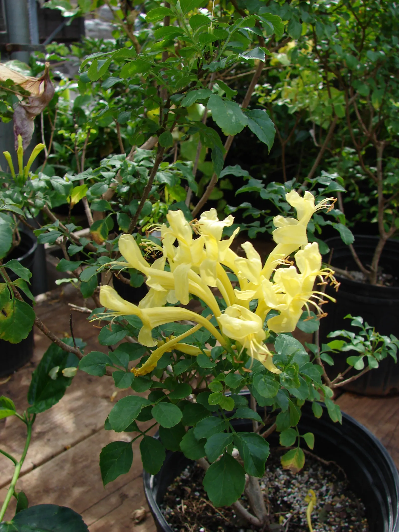 Cape Honeysuckle (Tecoma Capensis 'Aurea') — golden-yellow flowers blooming in abundance from summer to fall