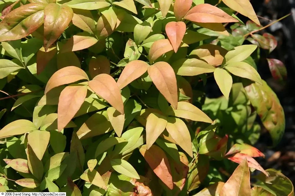 Firepower Heavenly Bamboo (Nandina Domestica 'Firepower') — Ideal for borders or foundation plantings, it adds year-round interest without producing berries
