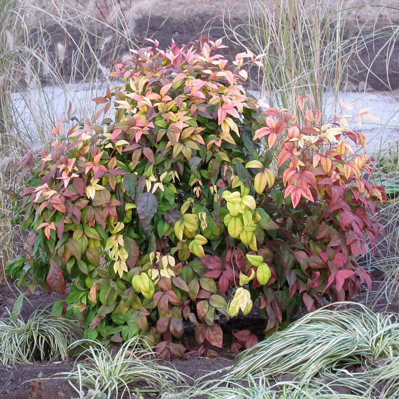 Firepower Heavenly Bamboo (Nandina Domestica 'Firepower') — Thriving in USDA zones 6-11, this low-maintenance, drought-tolerant plant prefers partial to full