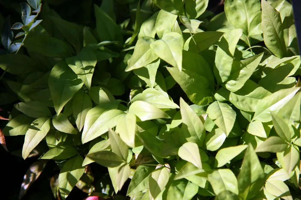 Firepower Heavenly Bamboo (Nandina Domestica 'Firepower') — The Firepower Heavenly Bamboo (Nandina domestica 'Firepower') is a striking