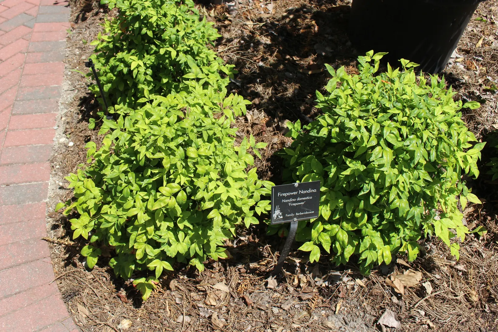 Firepower Heavenly Bamboo (Nandina Domestica 'Firepower') — providing a vibrant display that evolves with the seasons
