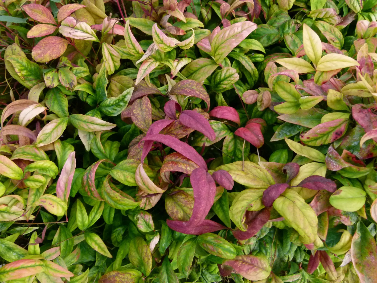 Firepower Heavenly Bamboo (Nandina Domestica 'Firepower') — evergreen shrub renowned for its fiery red and green foliage